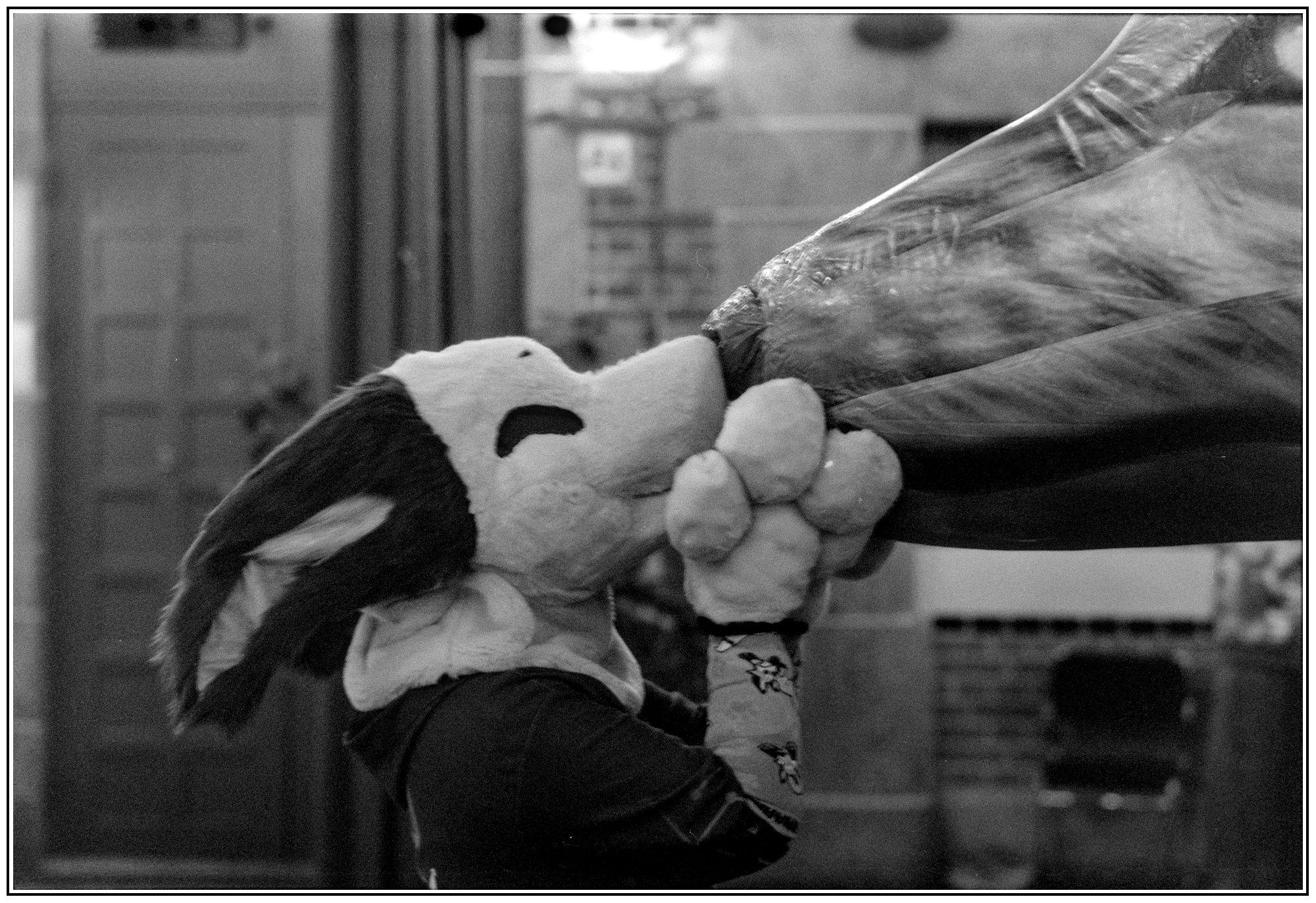 Black and White photograph of a manokit shark/canine hybrid fantasy species), booping the snoot of a giant inflatable wolf, the inflate is so big only the snoot is visible!