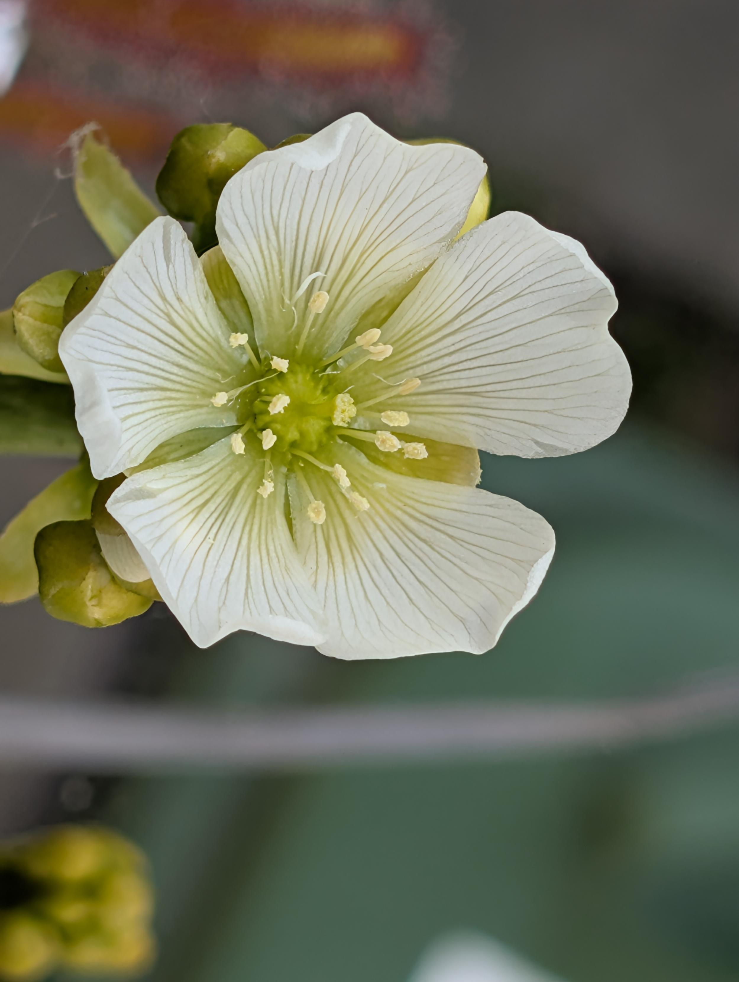 Five-petaled white flower with a cluster of green stamens topped with yellow anthers in the center. Out of focus is more greenery in the background, including a leaf of a volunteer Drosera capensis sundew across the top of the image.