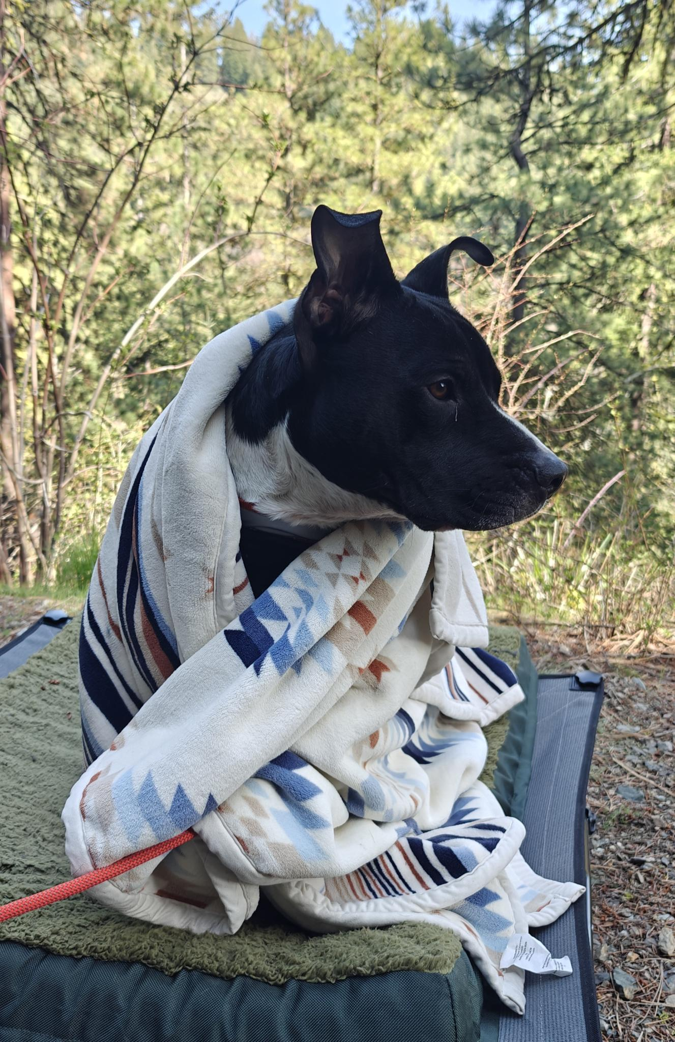 A black and white pittie / lab mix is sitting on his bed in the woods, looking off to the side with his ears up and his blanket wrapped around him like a smol hooman.