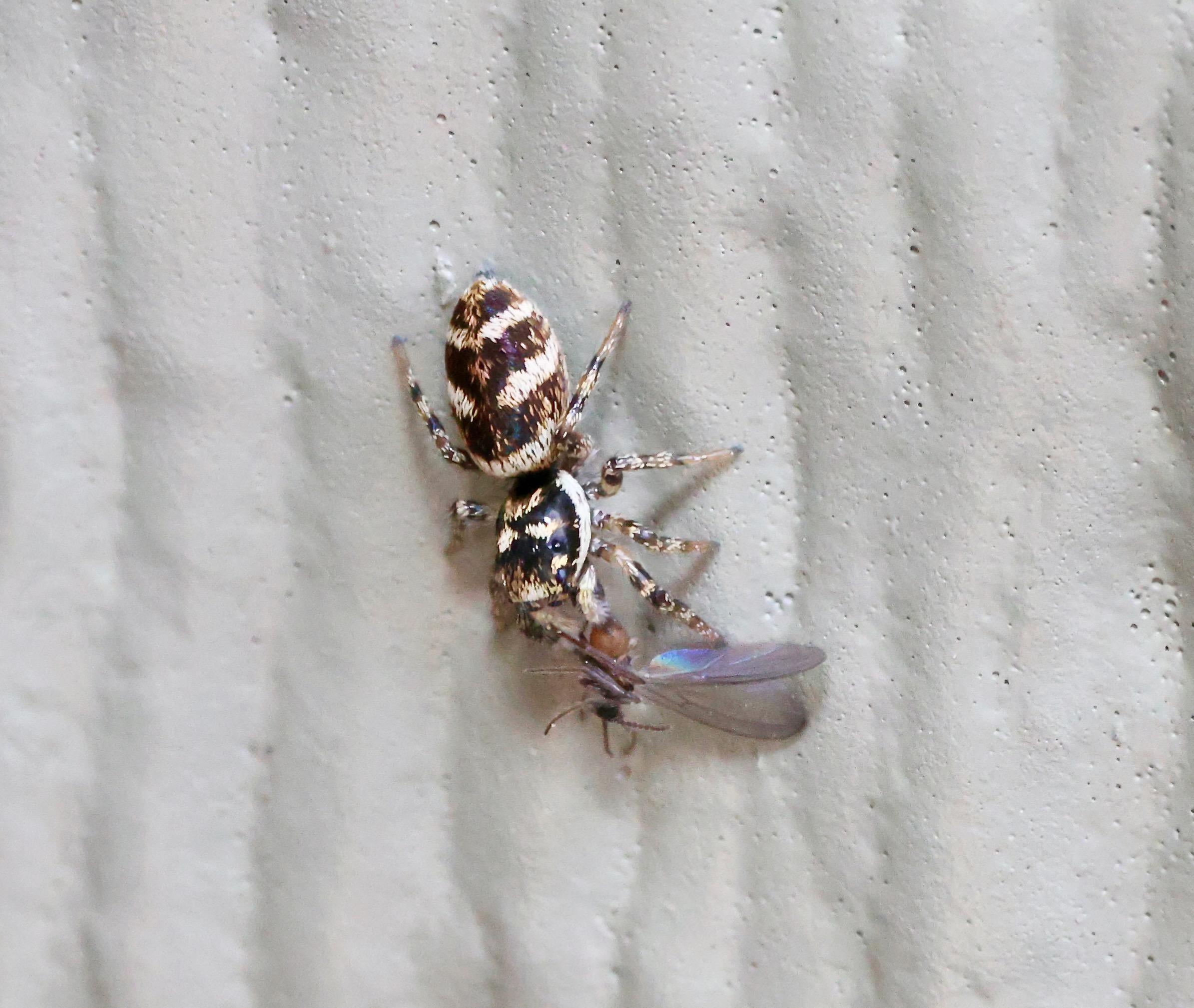 Salticus scenicus