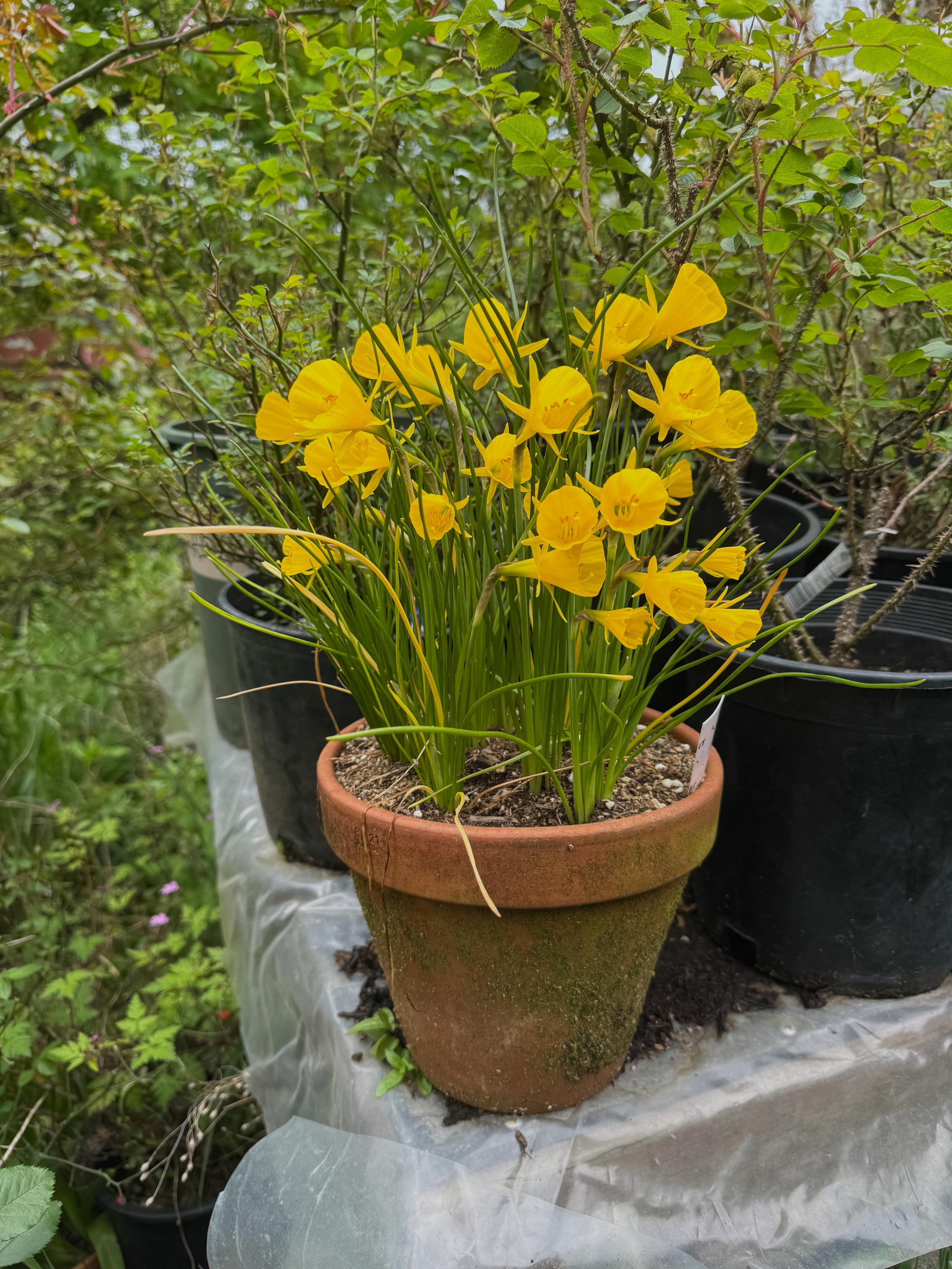 An exuberant burst of an unually trumpety bright yellow daffodil variety. Short grass-like leaves, tiny pointed sepals, and a fully conical trumpet.