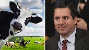 Devin Nunes cow