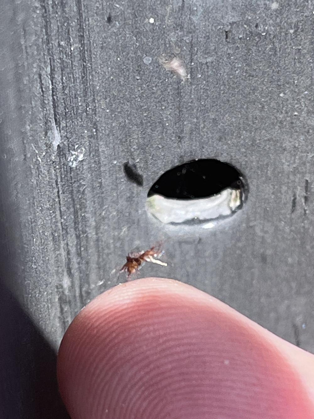 Dead mosquito in a cobweb: a spider's meal
