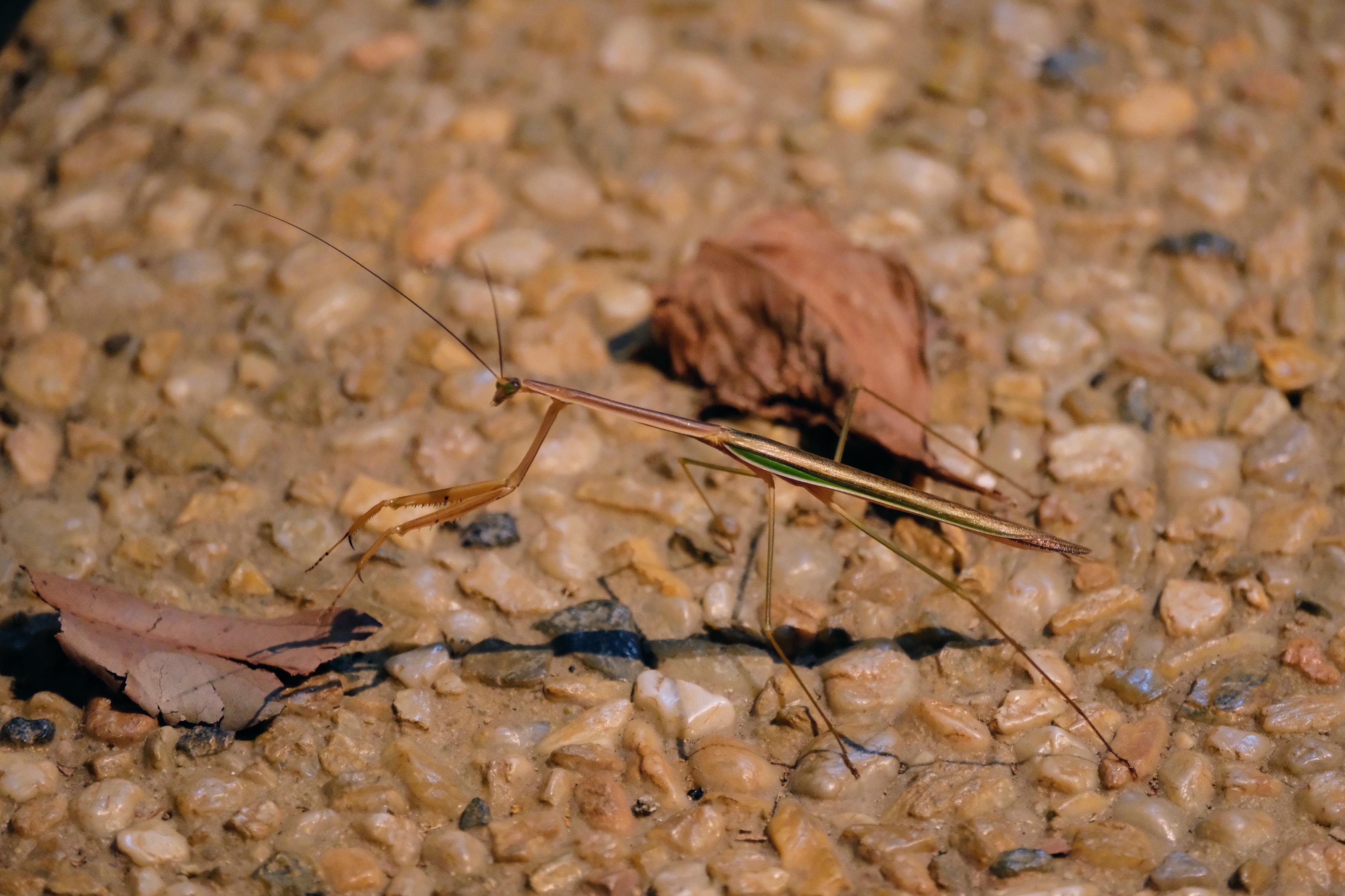 A close up of a fairly large tan coloured praying mantis on a paved area.