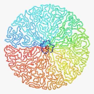 dispersed chromosomes