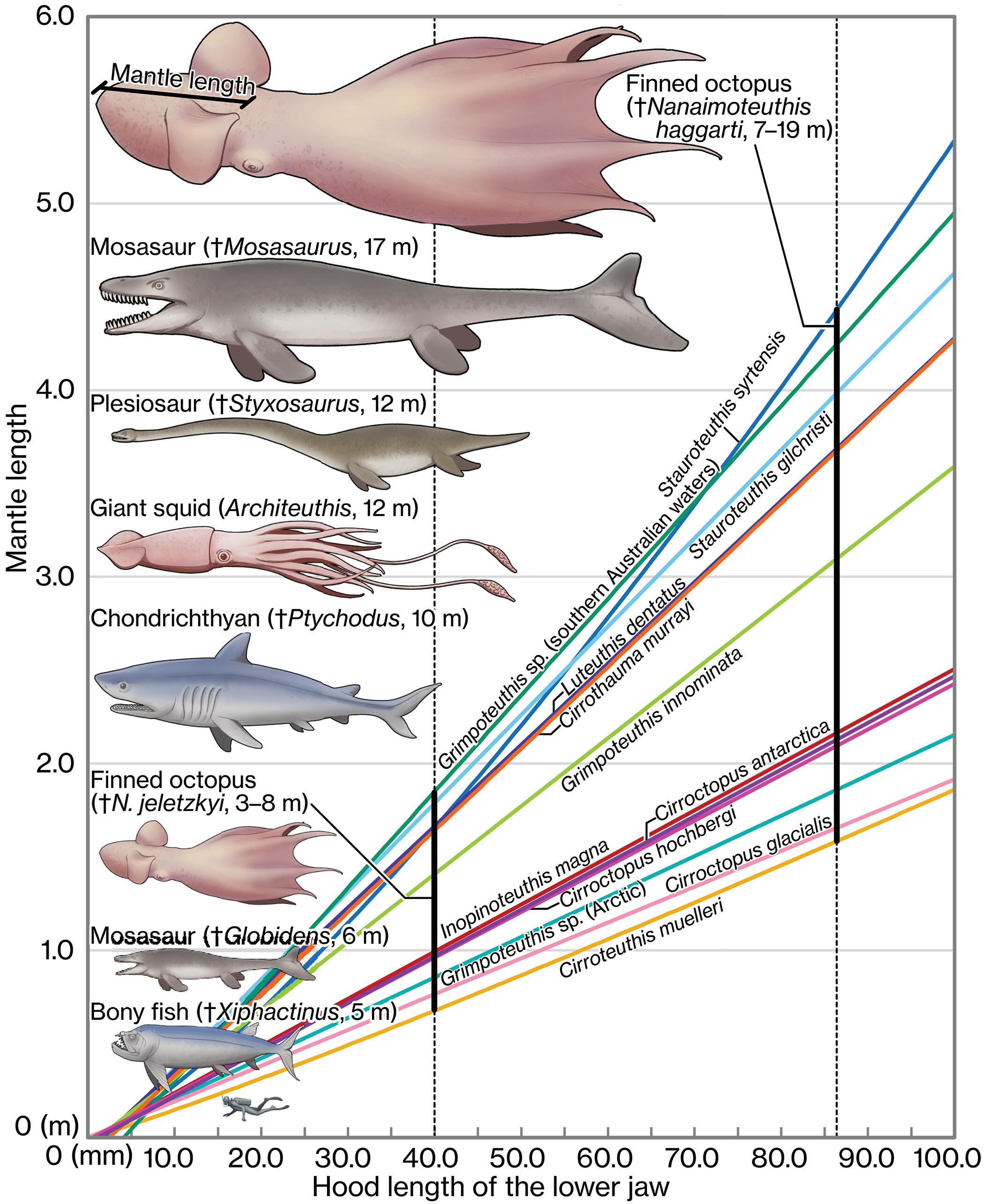 Big Cretaceous marine predators, maybe