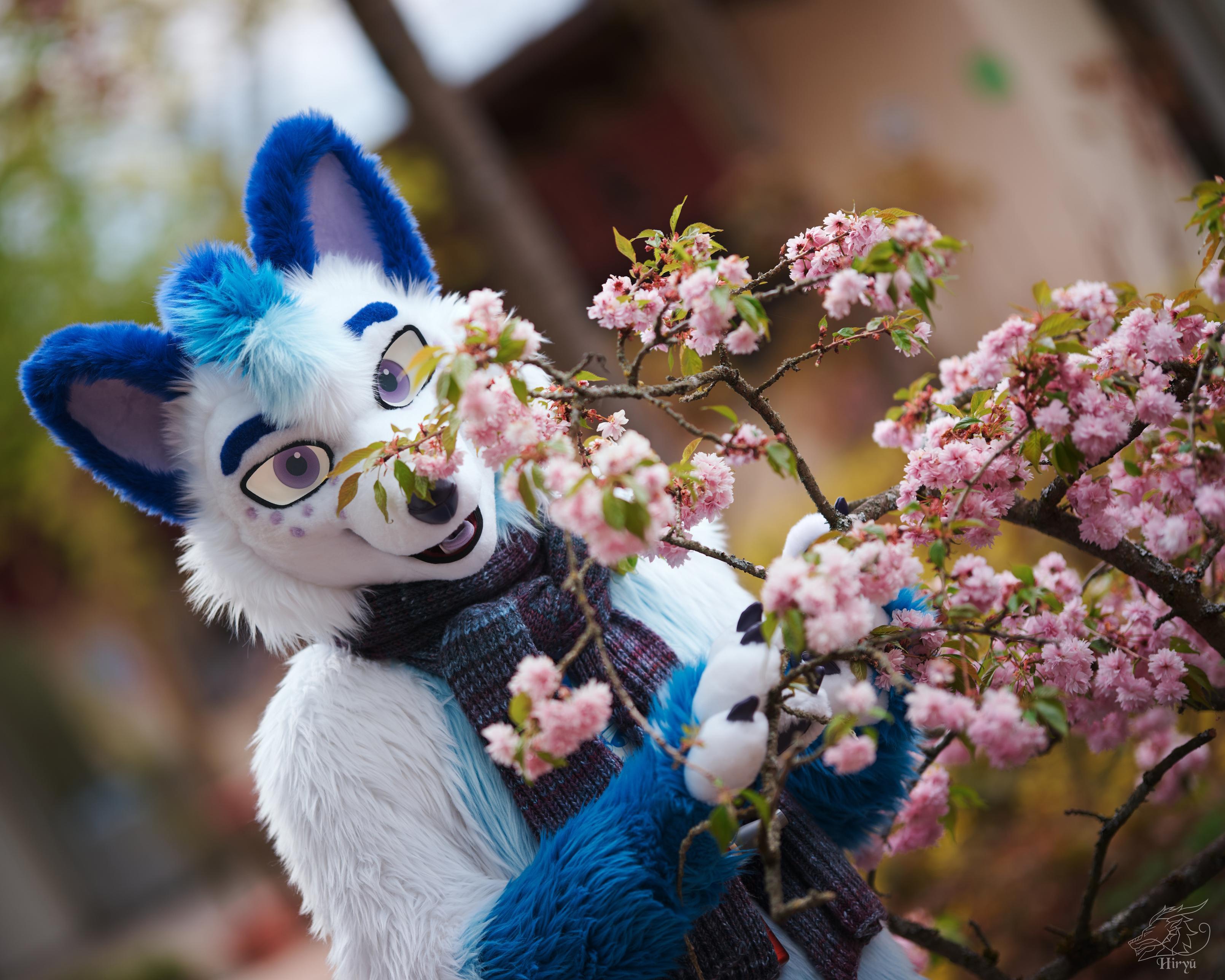 In the foreground, you can see beautiful pink blossoms on a bush/tree. I’m standing behind it (a white, blue and purple arctic fox), touching some of the blossoms with my paws.