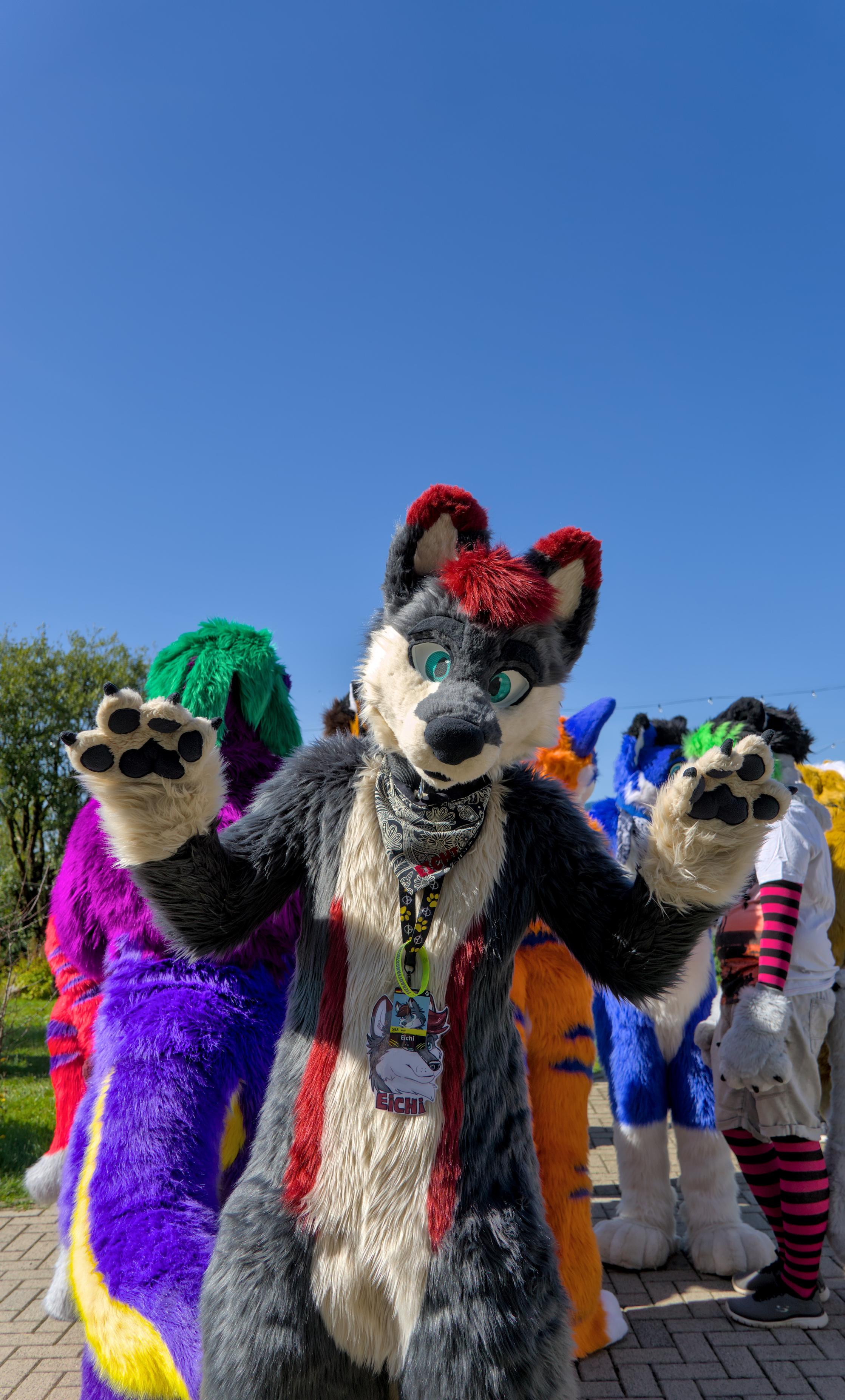 Grey wolf fursuiter with raised paws.