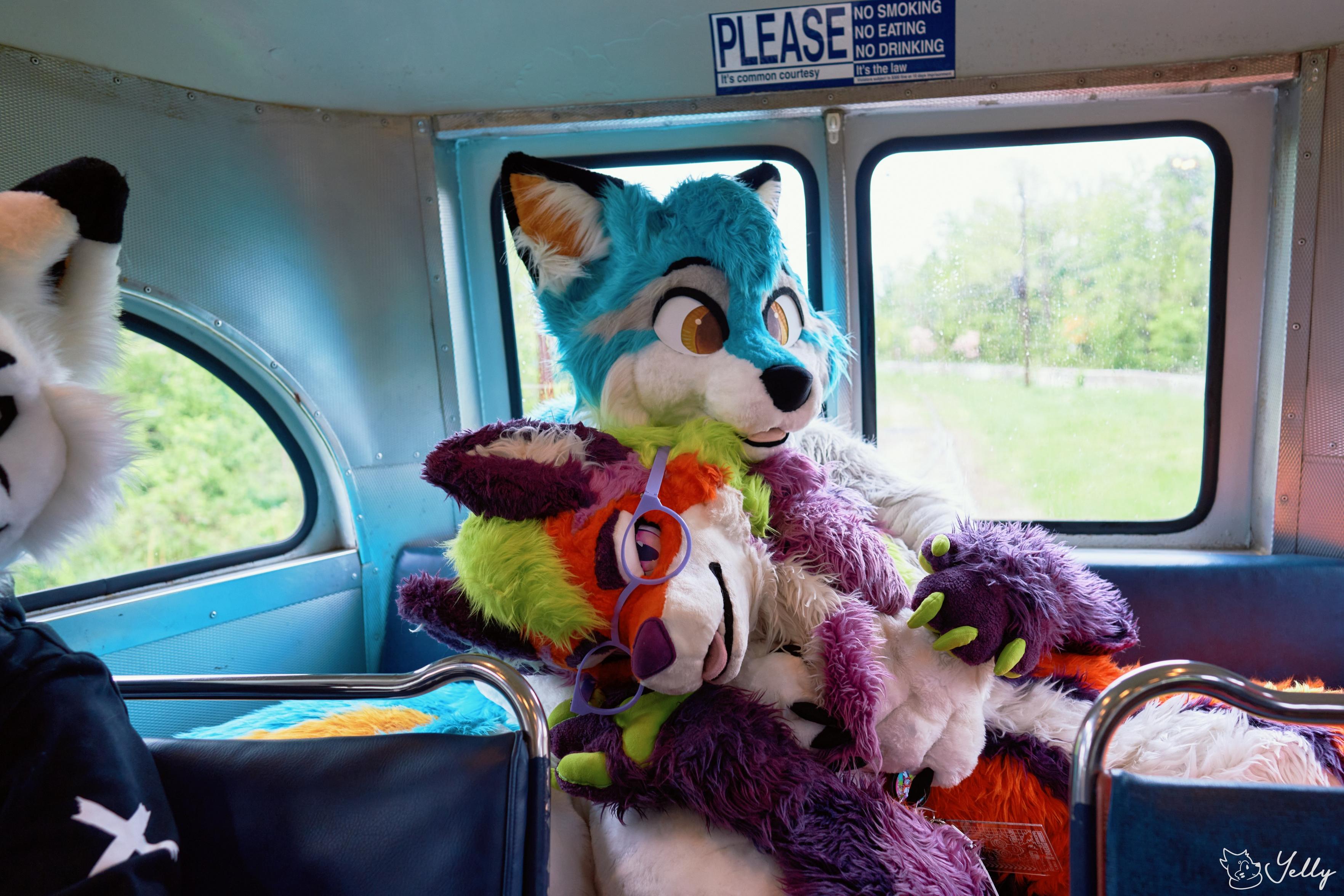 inside a street car outdoors, two fursuiters are cuddling in the back seat: a vibrant maned wolf fursuiter wearing glasses is half laying on the lap of a blue folf fursuiter who wraps his arms around their body. there is a blue and white sign that says please no smoking no eating no drinking