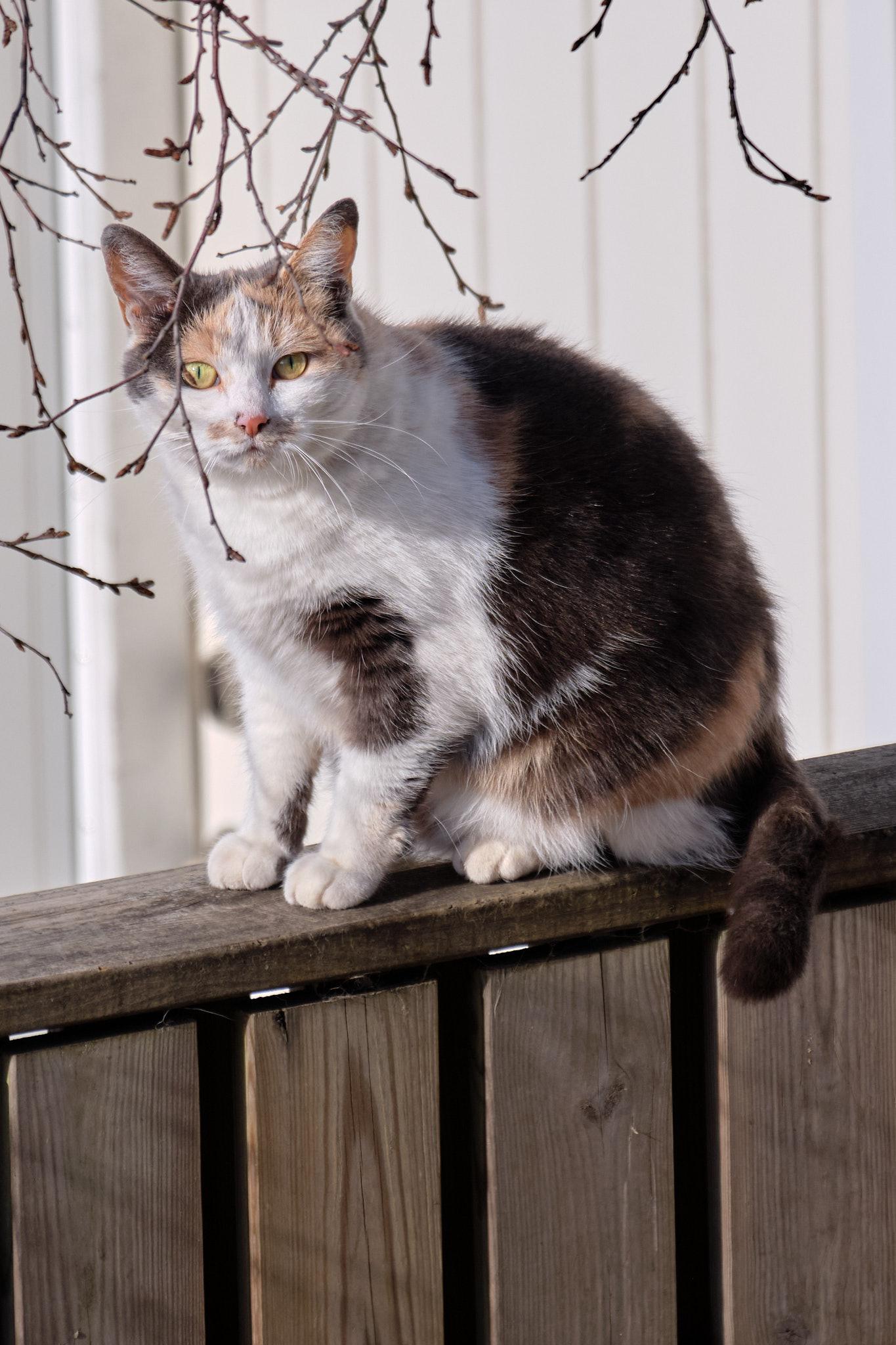 Skotta, a calico-patterned cat on a fence.