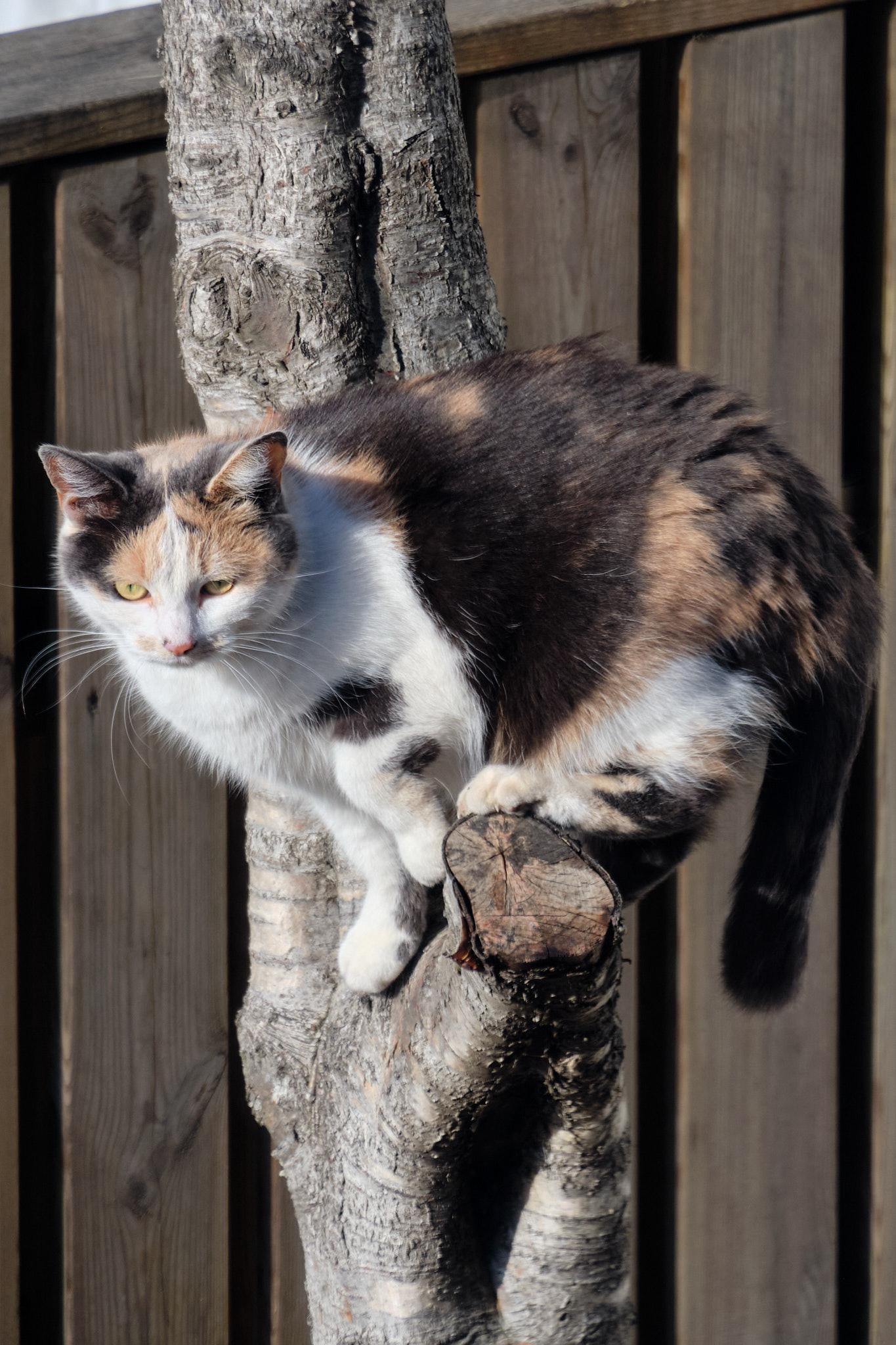 That same cat but now sitting on a tree branch.