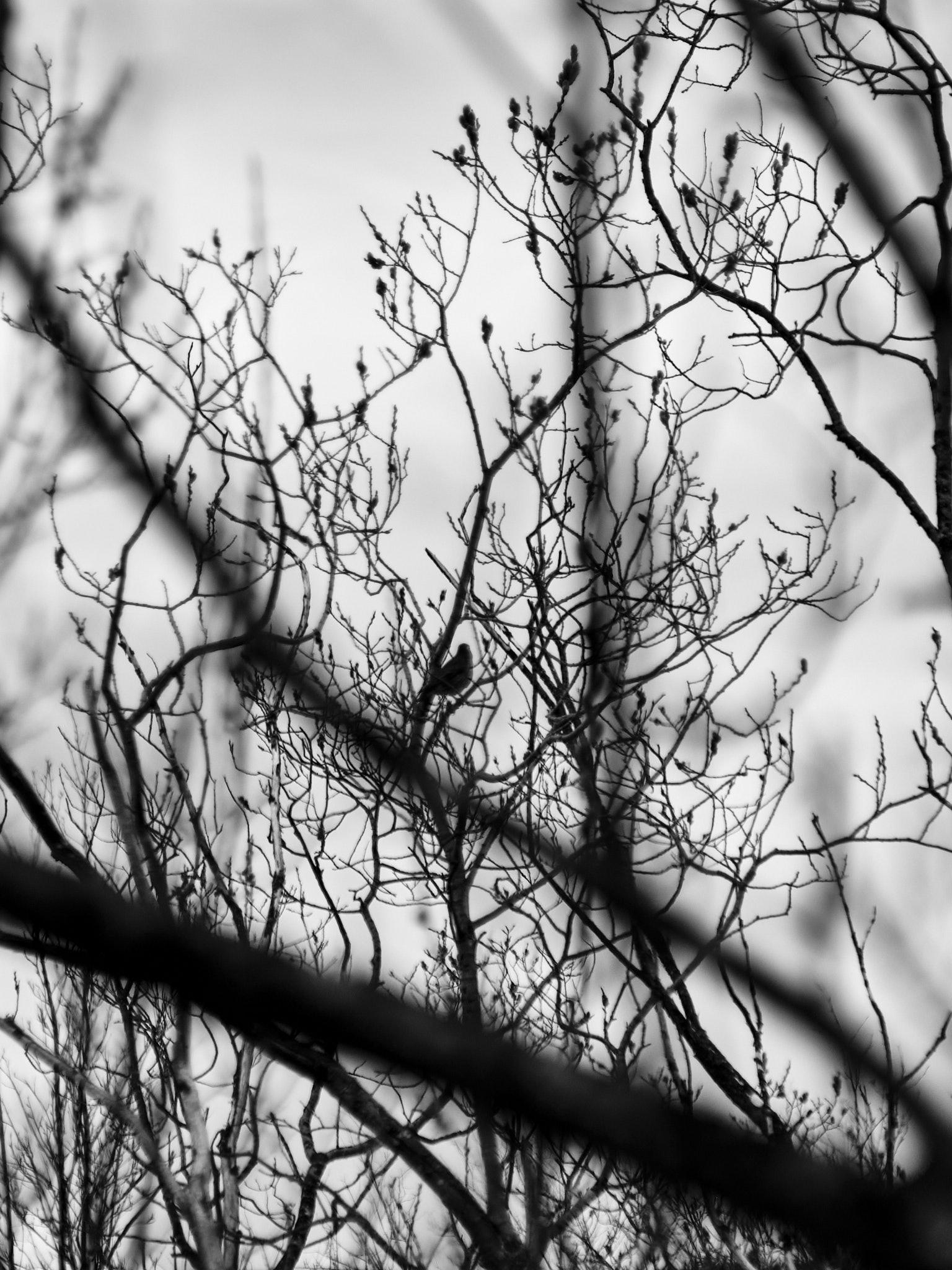 You can barely see the blackbird on a branch in the distance for all the other branches.