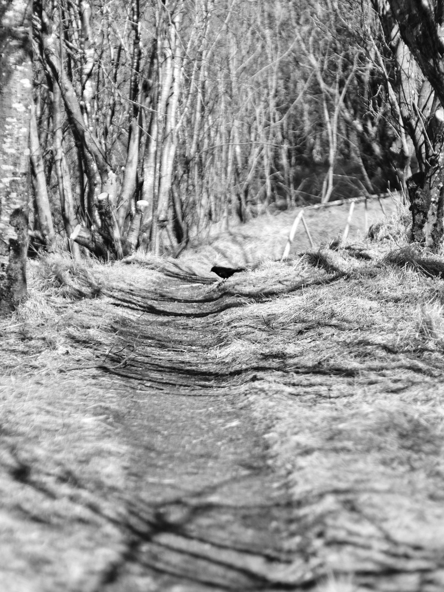 That same blackbird on that same path but it seems to be looking elsewhere this time.