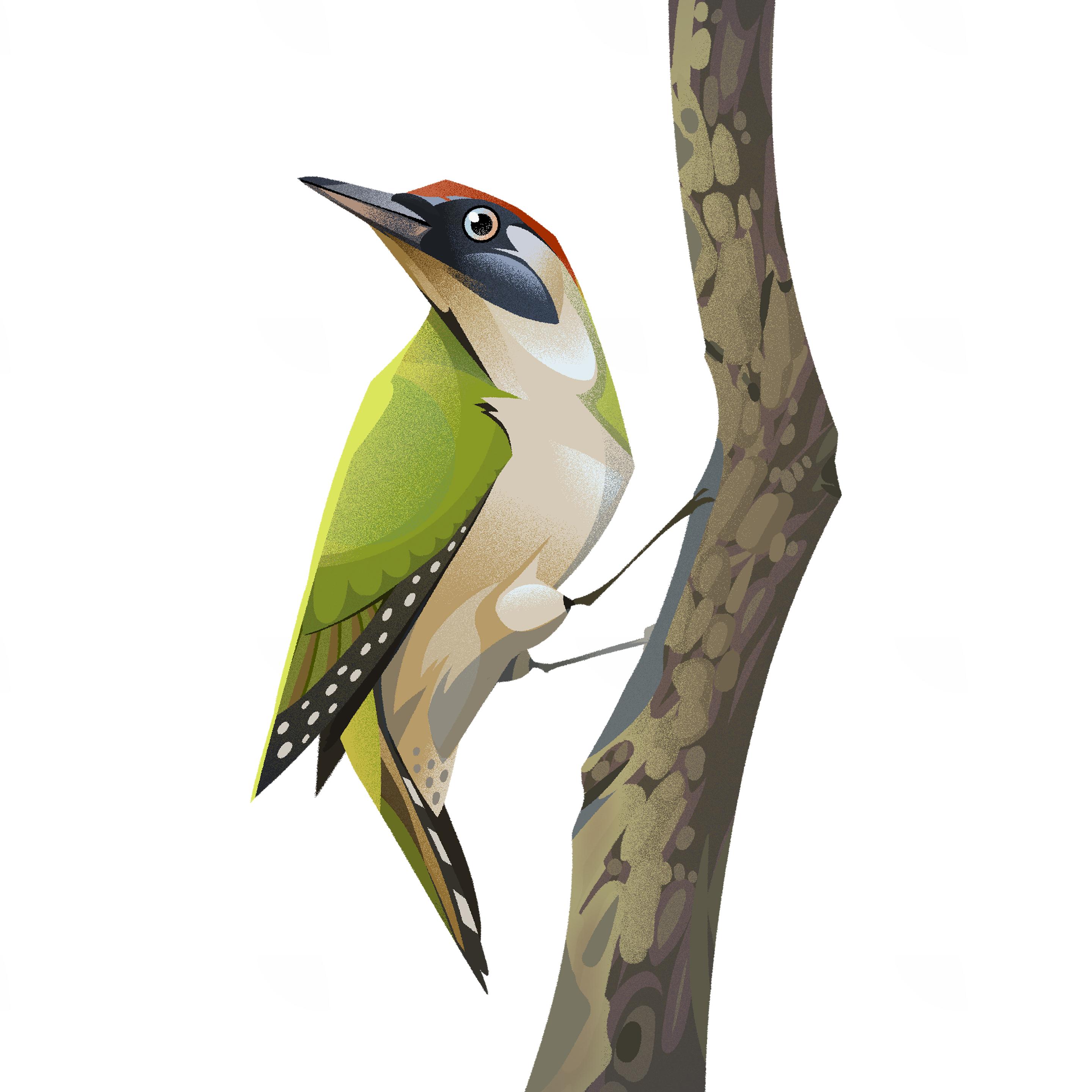 A green European woodpecker, pointy bird with a red cap and green wings, perched on a branch