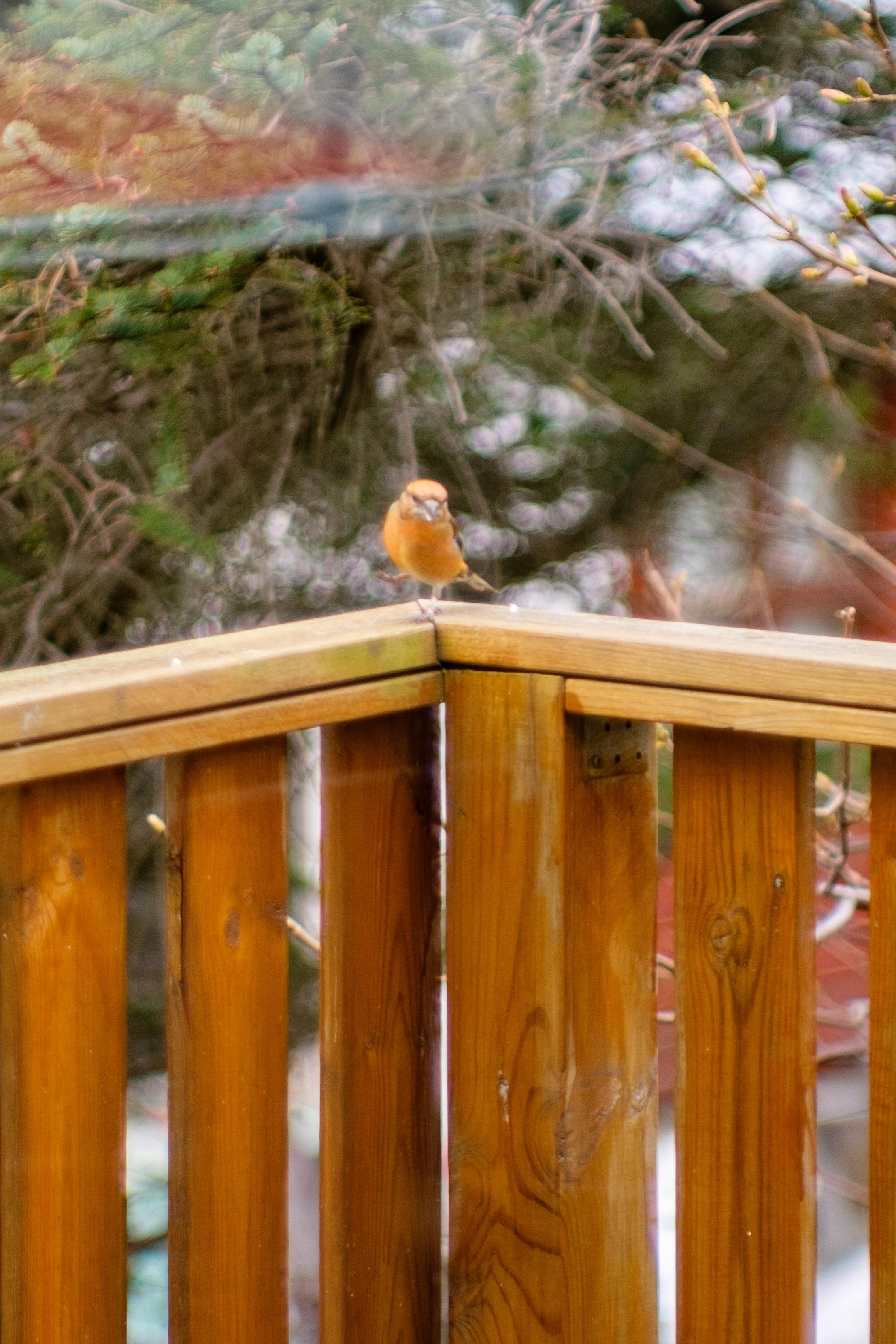 A slightly out of focus photo of a orange-red bird. The reflections in the balcony door are quite visible
