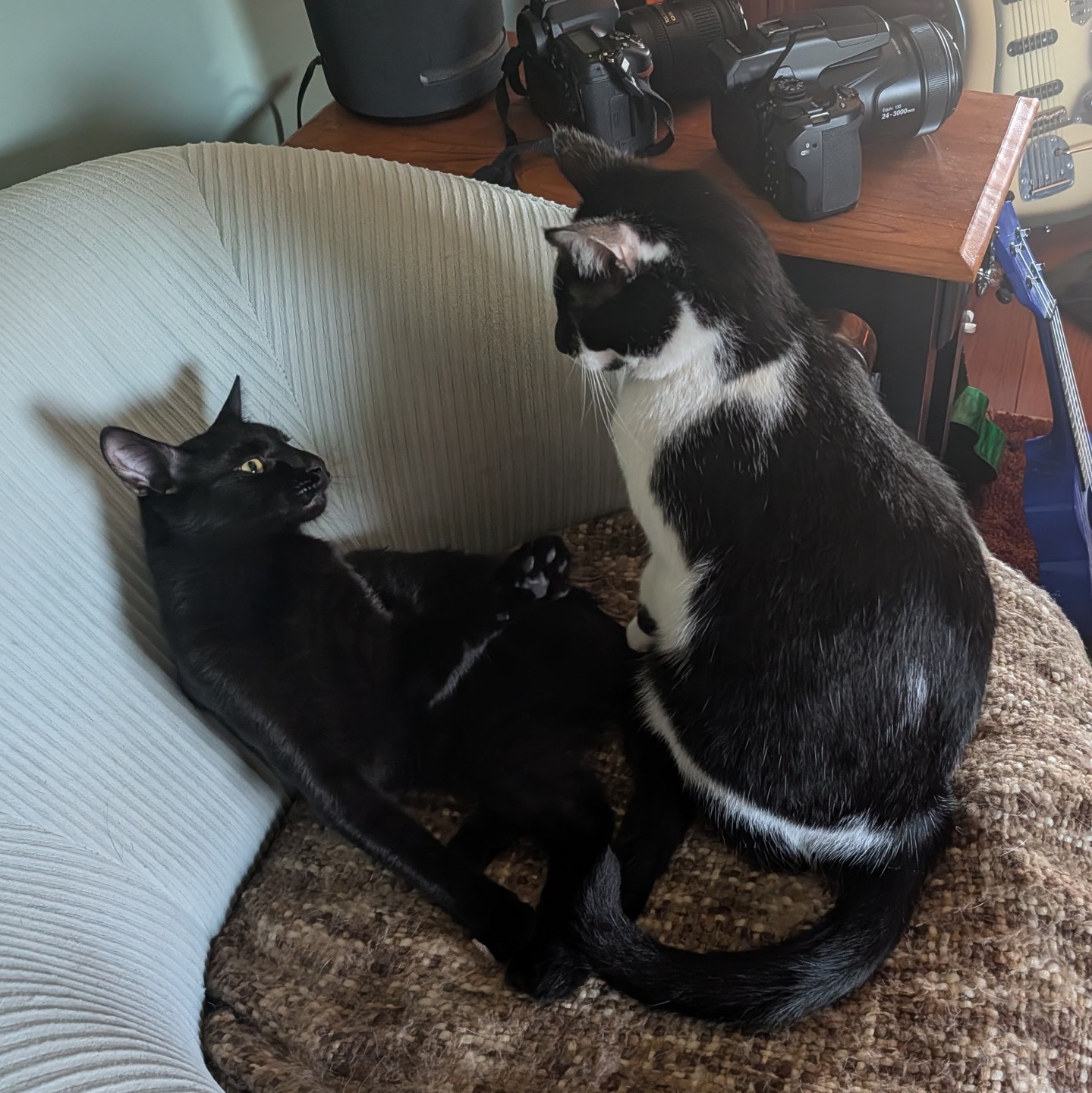 Saja the kitten and Smudge the cat in that anticipatory second just before a tussle