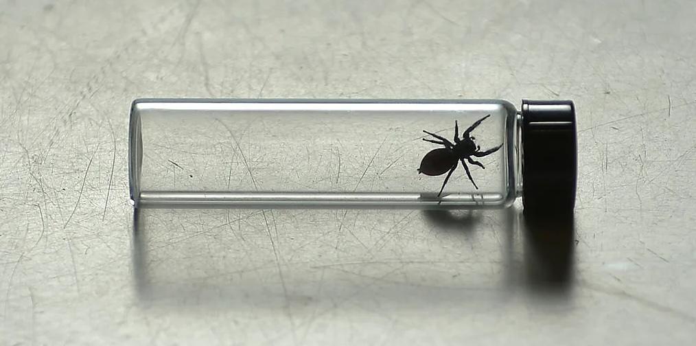 Spider that went to space