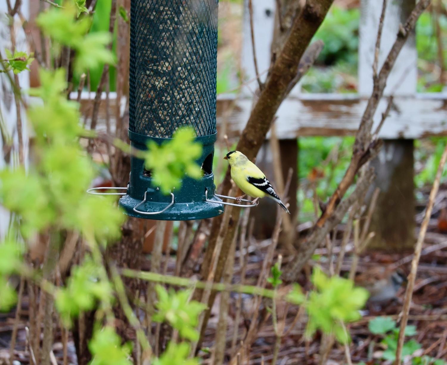 Bird.