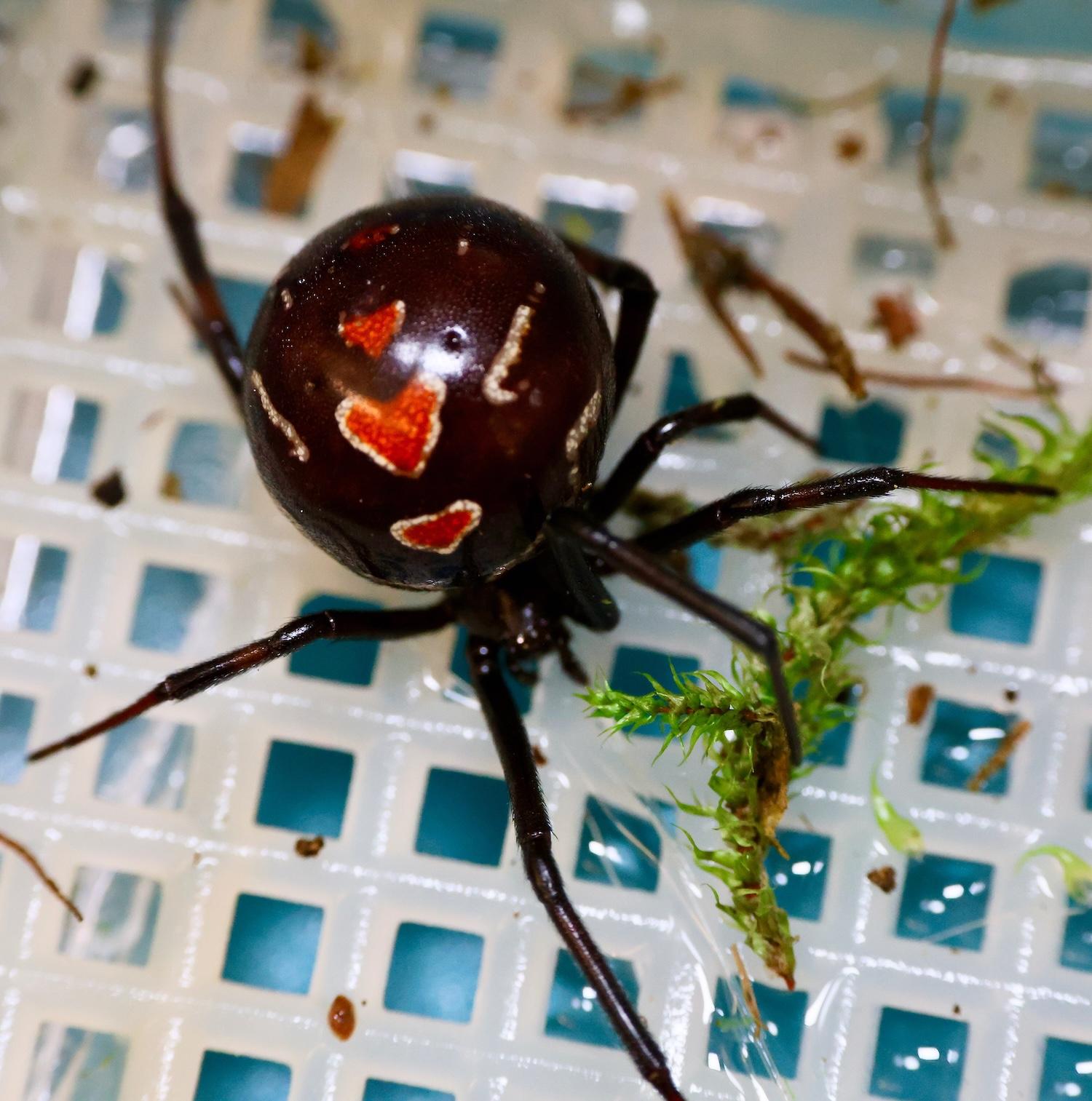 black widow with heart pattern