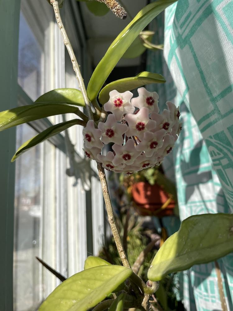a hoya vine in a sunny window, with a large cluster of blooms in the centre of the frame. they are tiny pink star shaped flowers with red centres, forming a semi spherical shape, with green pointy leaves along the vine. the sun is casting a hard shadow of the leaves on the translucent green and white curtain behind