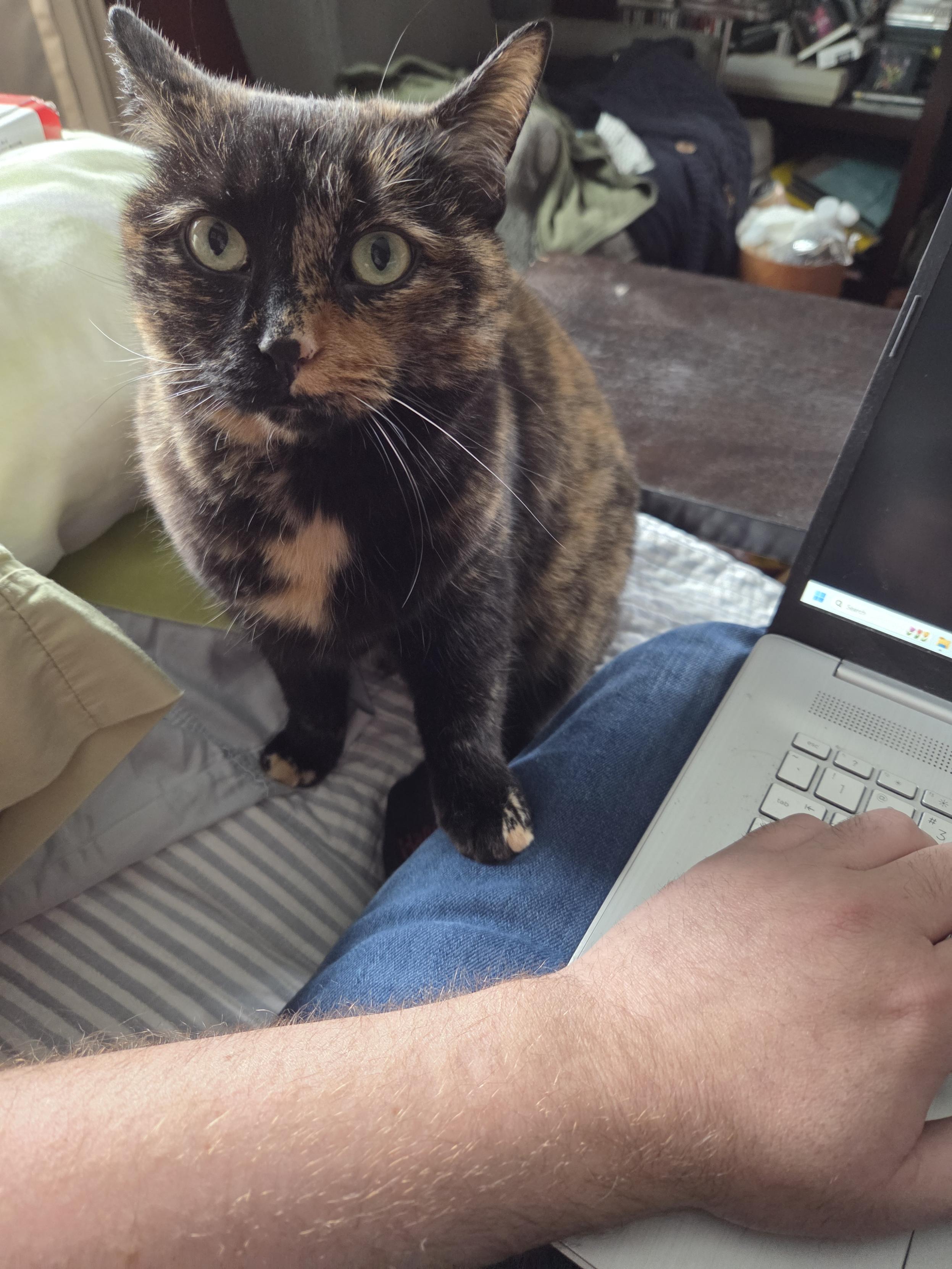 Minerva, a tortoiseshell cat, with one paw on my laptop-infested lap, looking at me with a questioing expression.