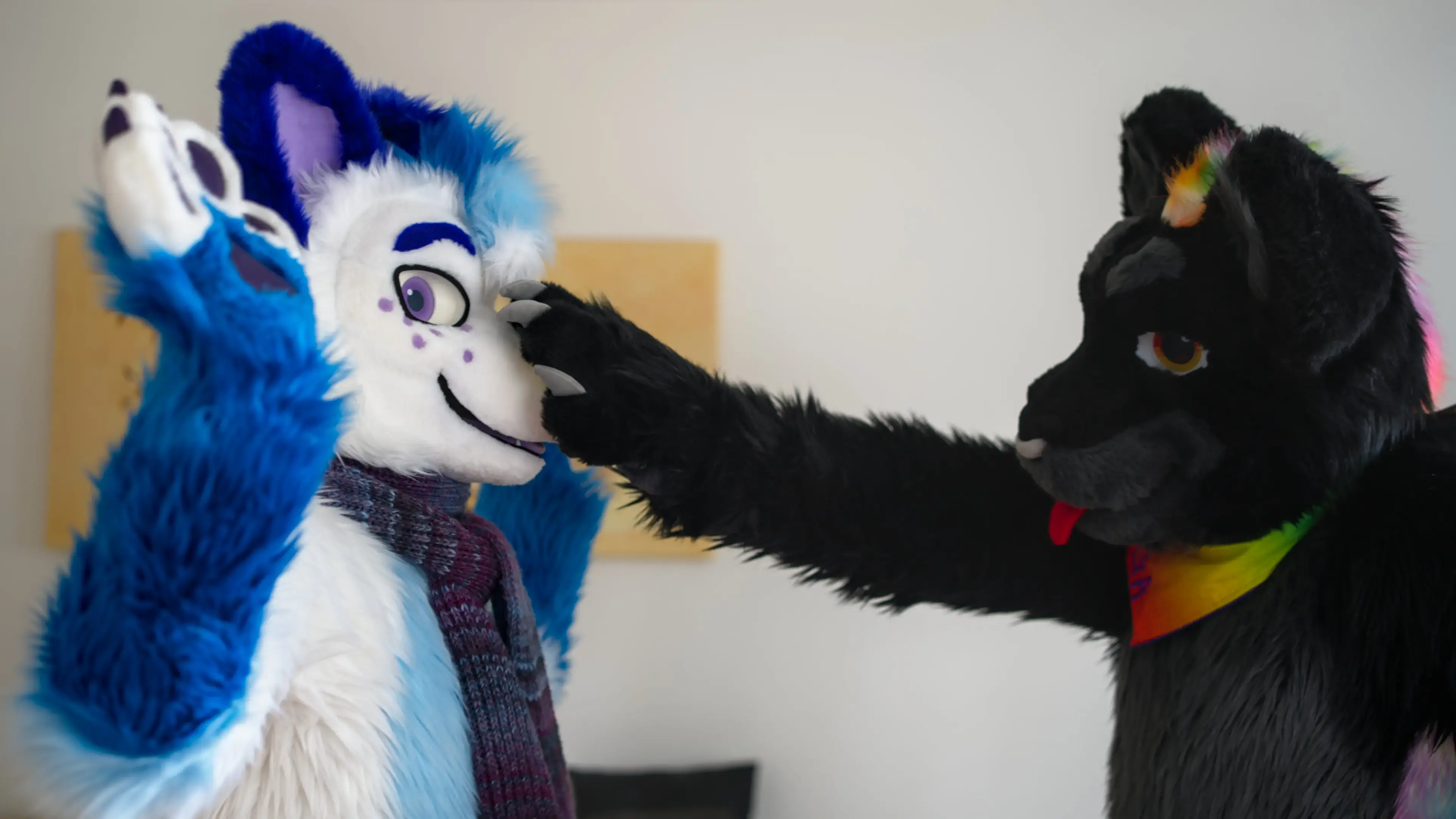 Photo of Polarie, an arctic fox fursuiter with white fur and blue markings, getting booped on the snoot with an outstretched arm by Kianga, a black jaguar fursuiter with a rainbow bandana. Polarie’s paws are raised in surprise.