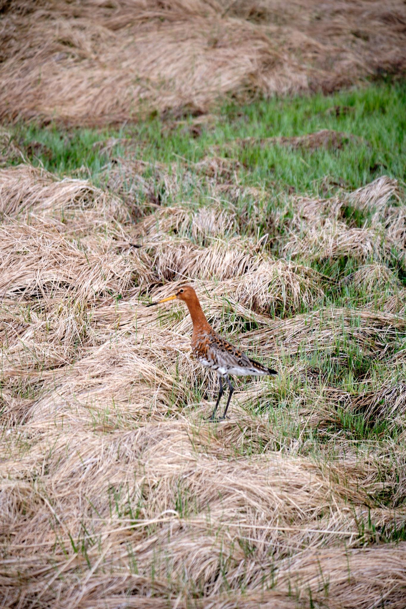 This bird is a long-beaked shorebird or wader with an orange head and grey wings. It is watching the photographer