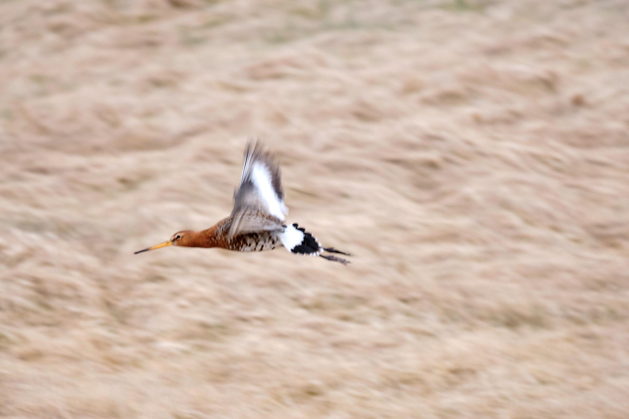 The same godwit in flight.