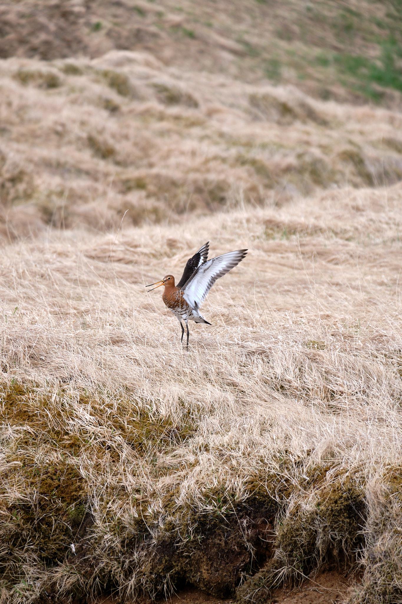 It is landing elsewhere, still keeping an eye out for the photographer.