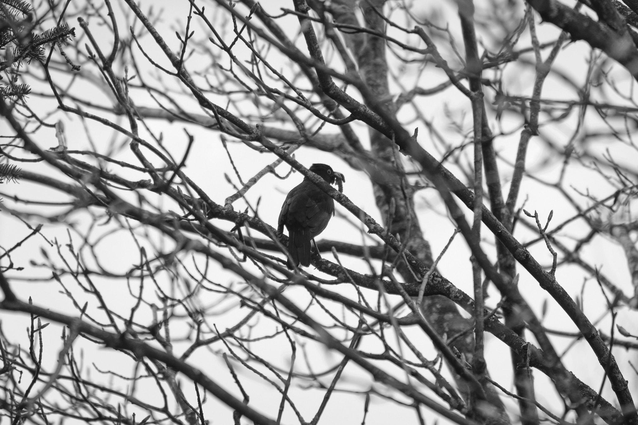 A black and white photo of a blackbird in a tree. The trees are still bare. The blackbird has worms in its beak.