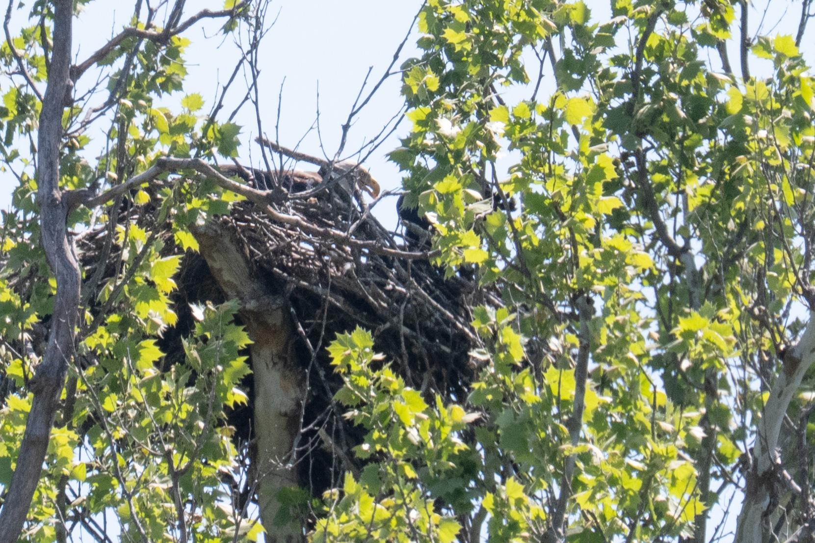 The head of an adult bald eagle sticking up from the nest.