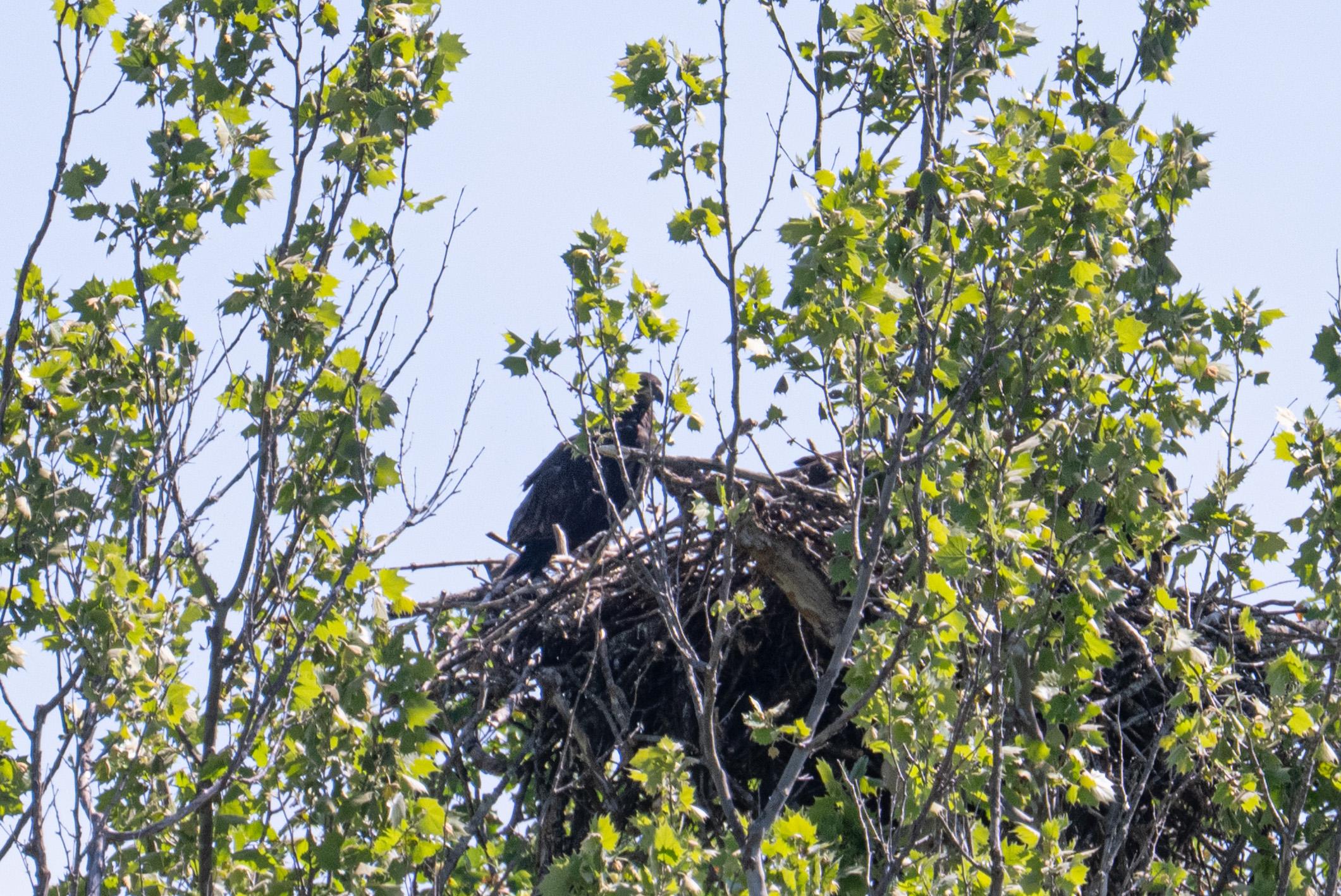 A juvenile bald eagle standing on the left edge of the nest.