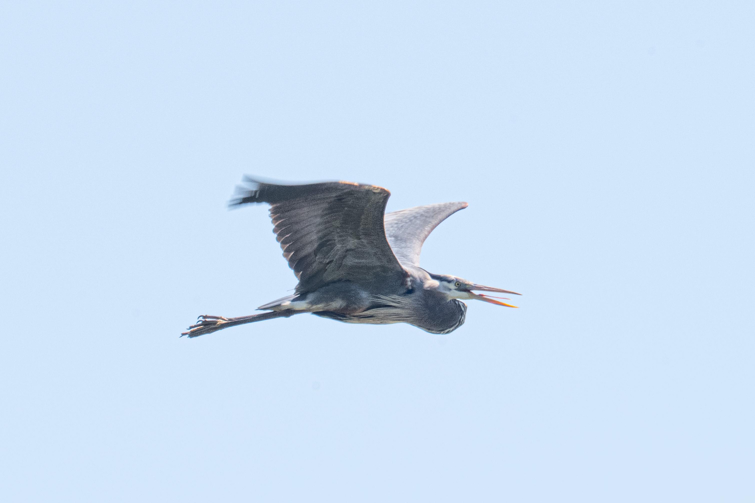 A great blue heron, flying left to right with its beak open. If you look closely, you can see its tongue.