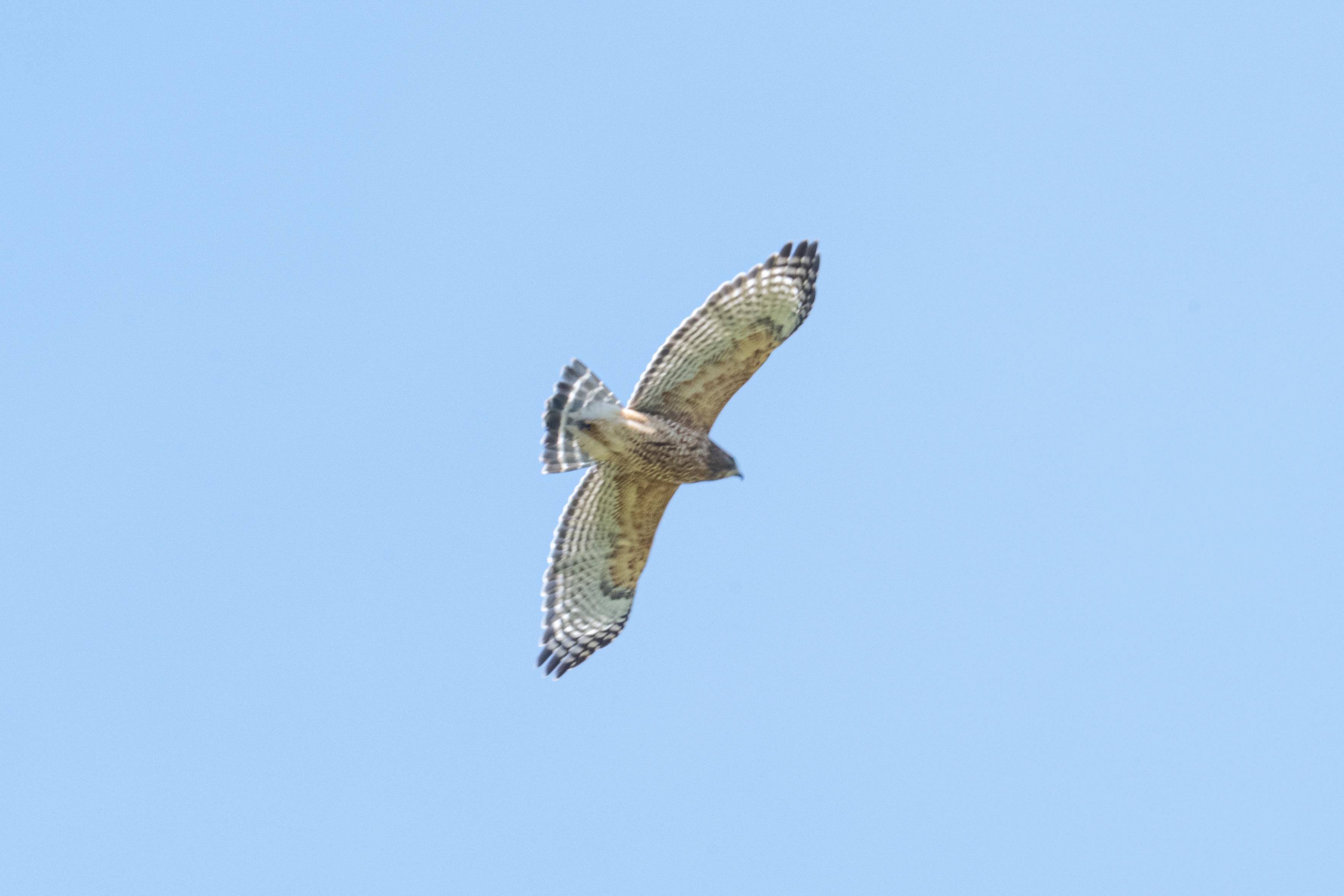 The hawk is soaring, left to right.