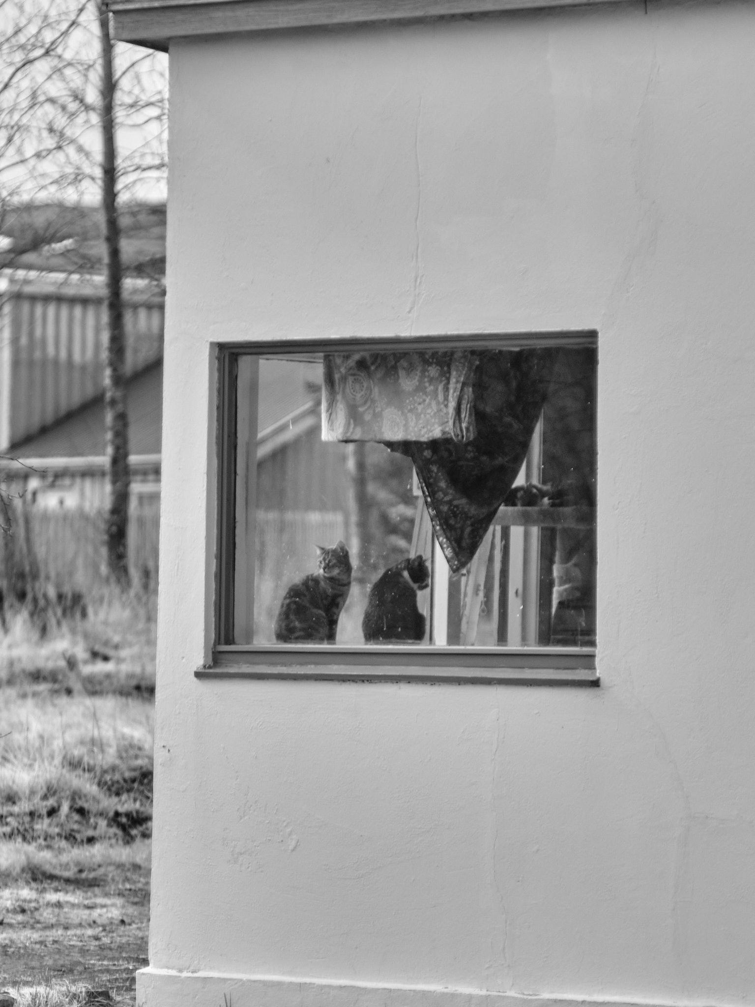 Two cats sit in a corner window. They are silhouetted against the window behind them