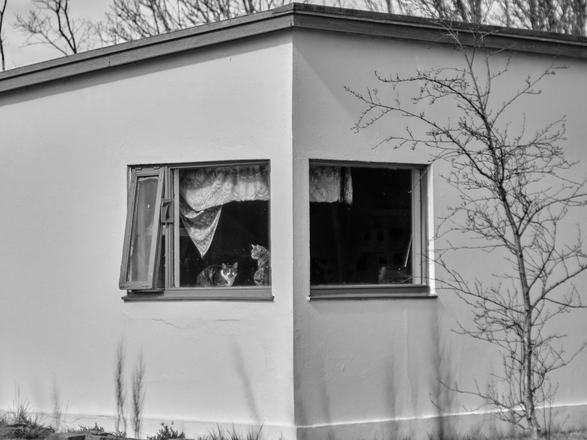 A view of the corner of the cat shelter, the corner window is in the centre. Two cats are relaxing on the right side of the window.