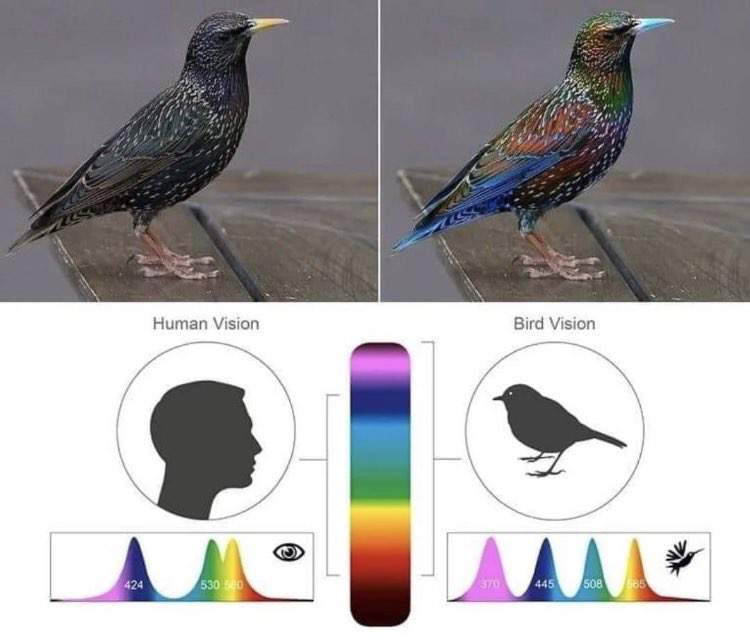 Infographic showing what a crow looks like to other crows vs humans and why