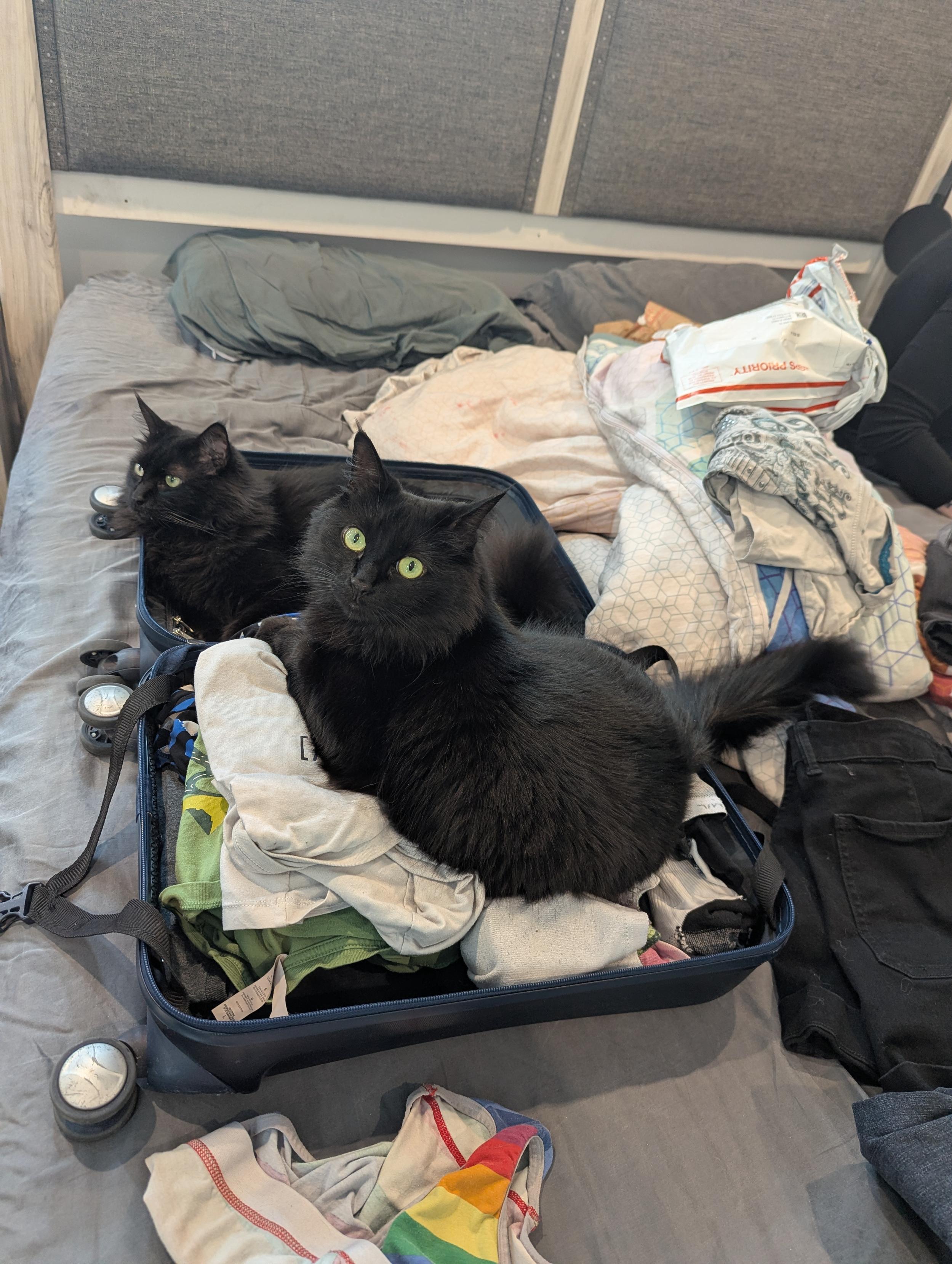 My carry-on, filled with some clothes and two black cats.