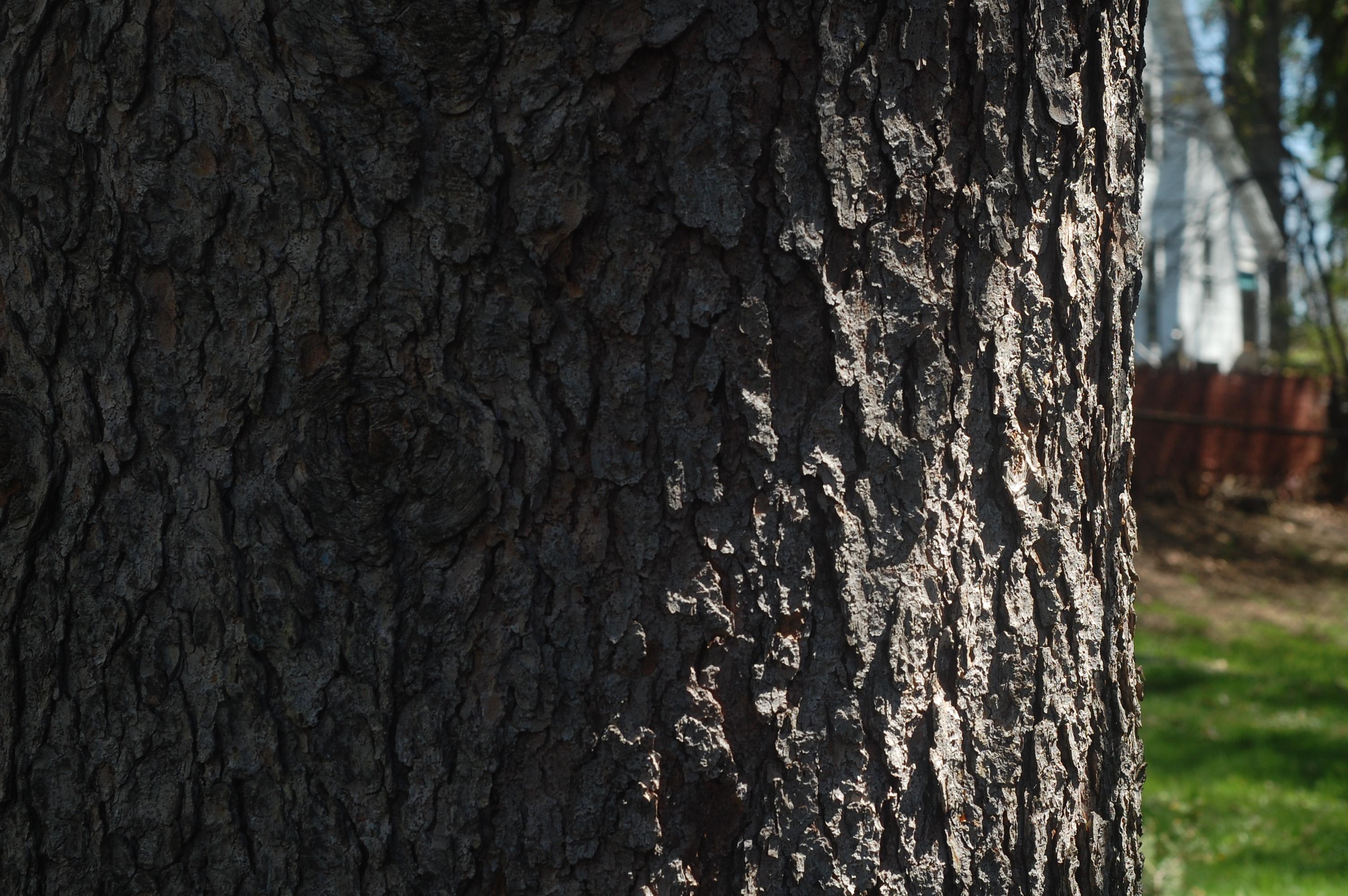 closeup of bark on a tree in Mt. Hope Cemetery, Rochester NY, 2 MAY 2026: 50mm Nikkor F-mount lens 1/200th of a second at ISO 200 with unknown F-stop
