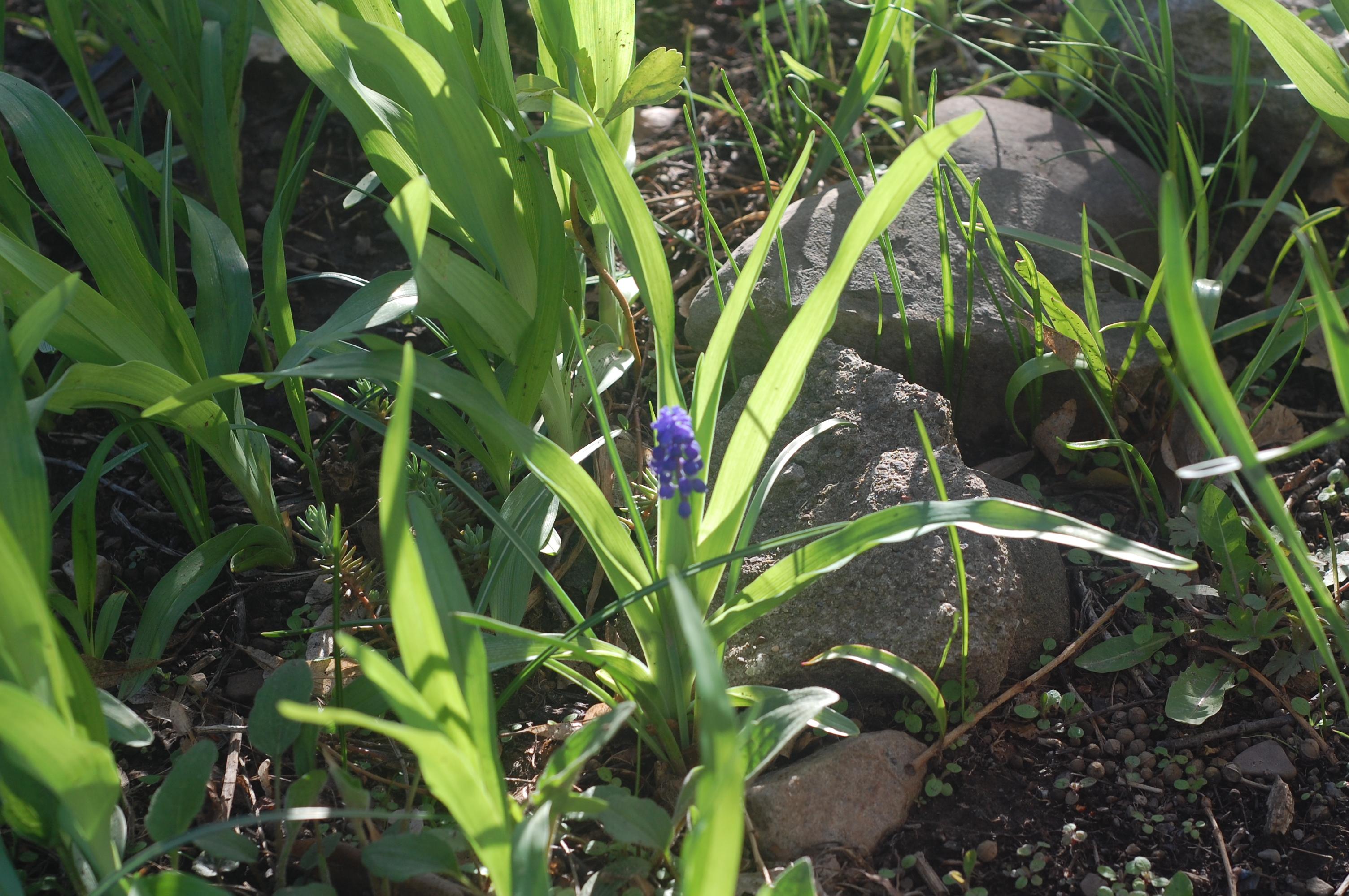 a single flower blooming in the morning garden
