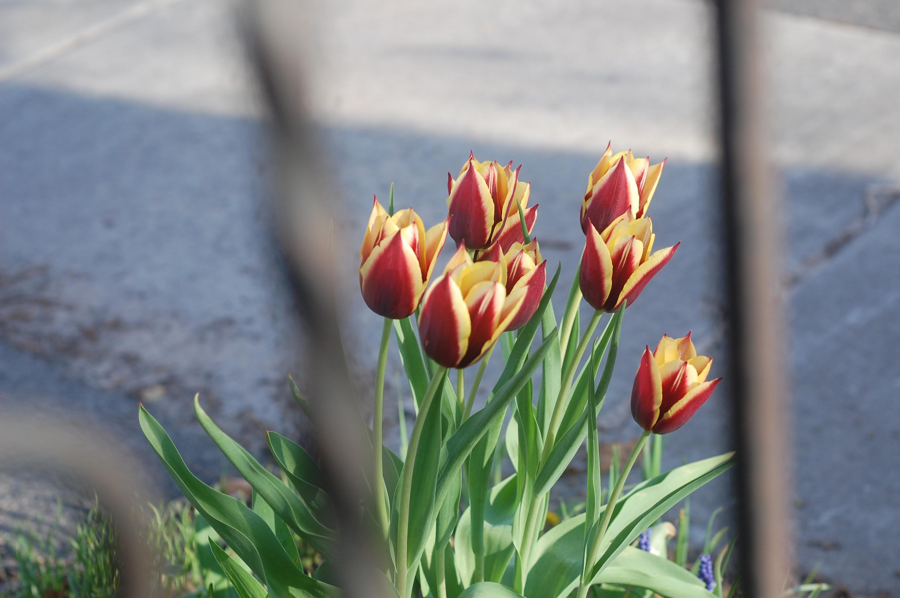 tulips... again, the framing is not quite right