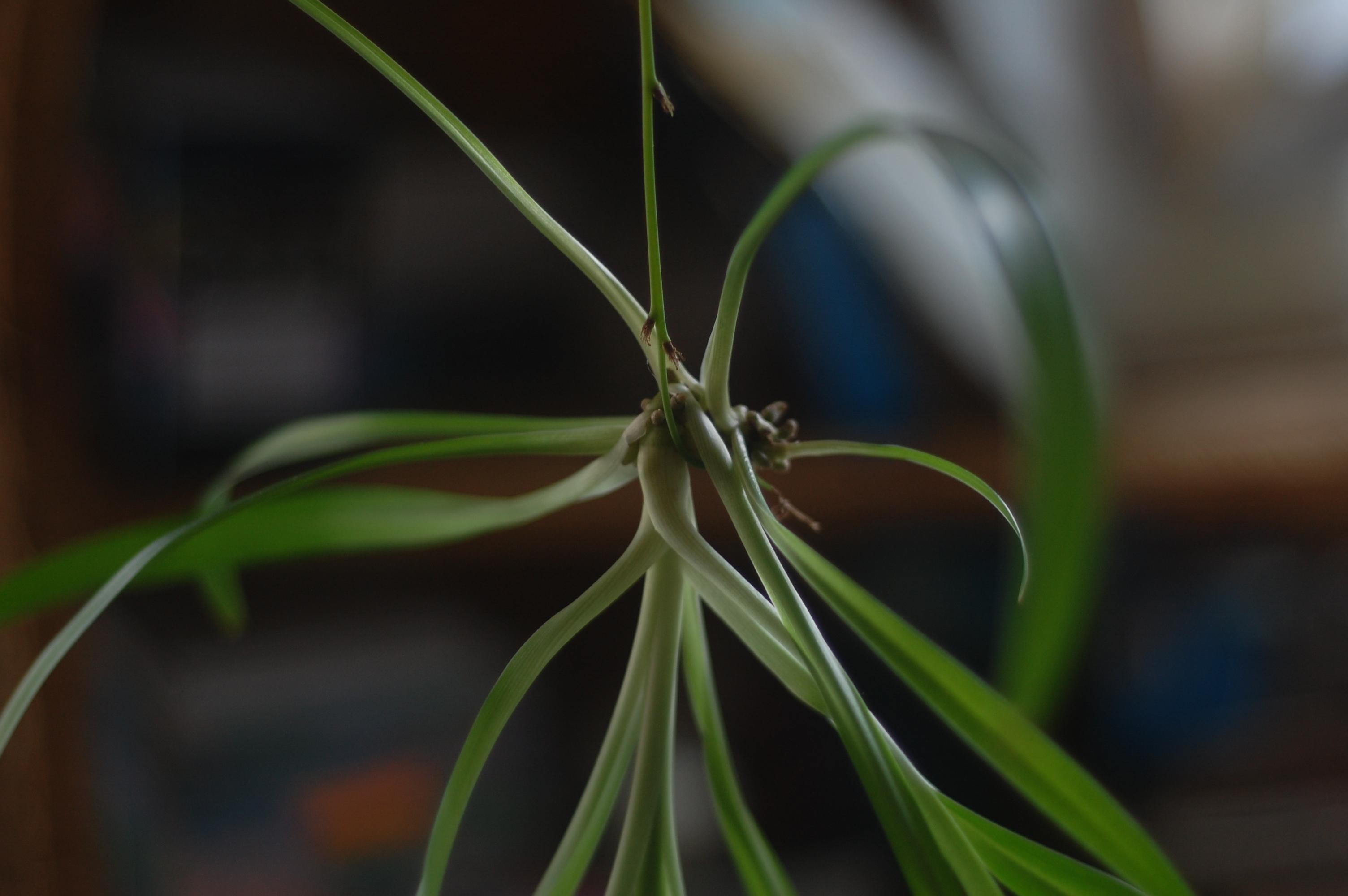 spider plant baby bloom in a darkened room ISO 200, 1/25th of a second exposure at probably f 1.8