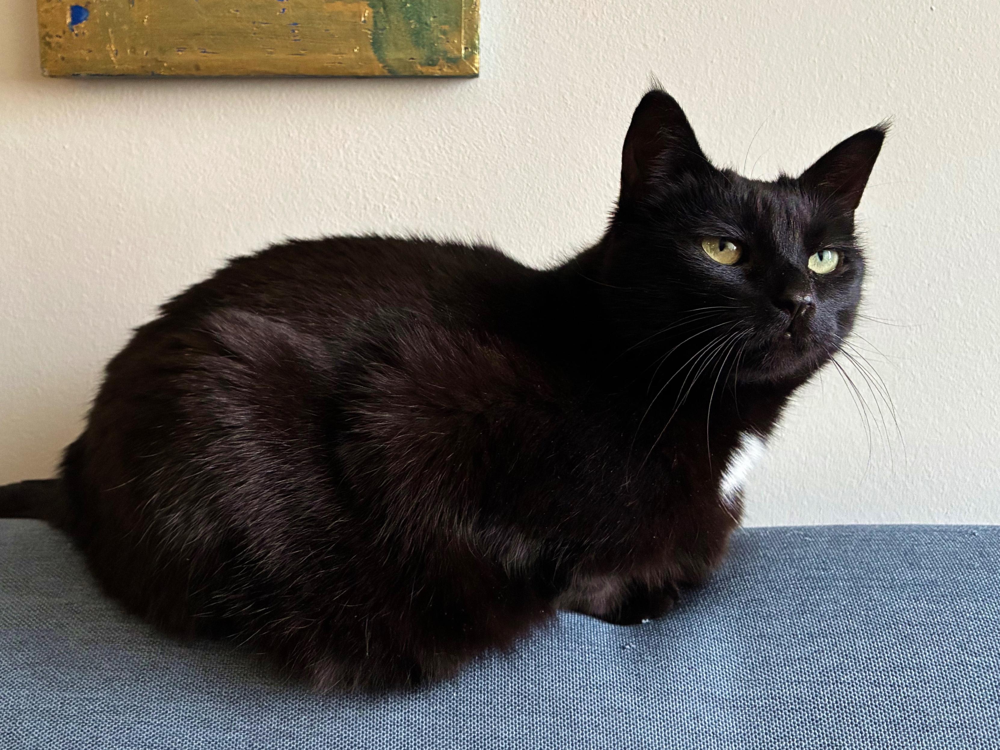 An unimpressed black cat with yellow eyes and a black spot on her chest.