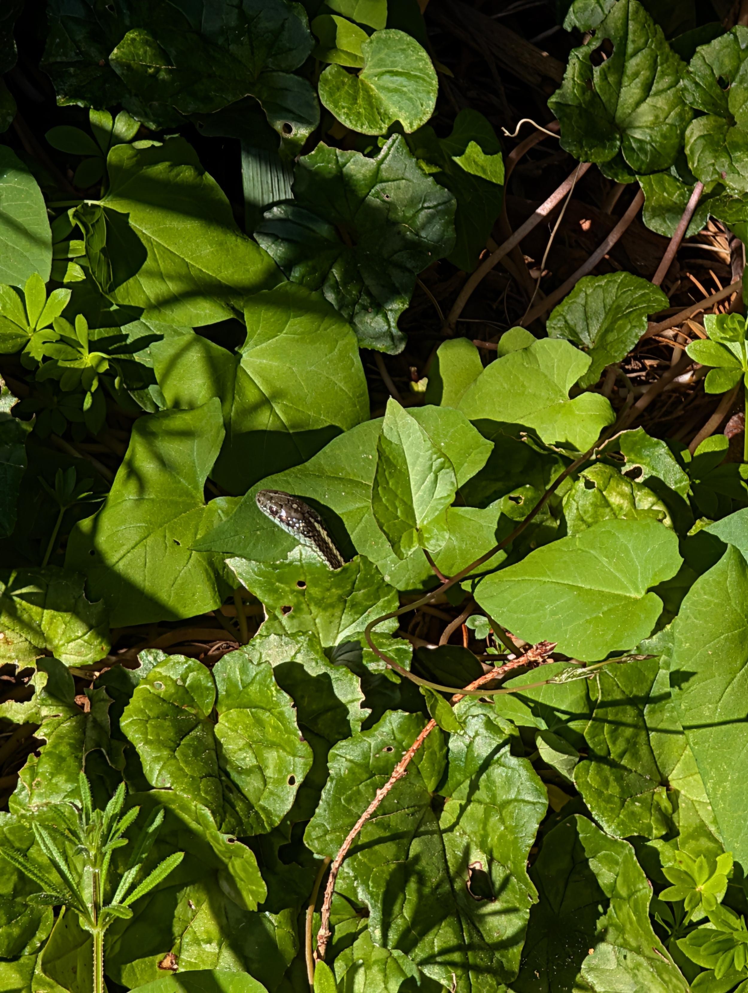 Picture of a gartner snake with its head sticking out among some plants