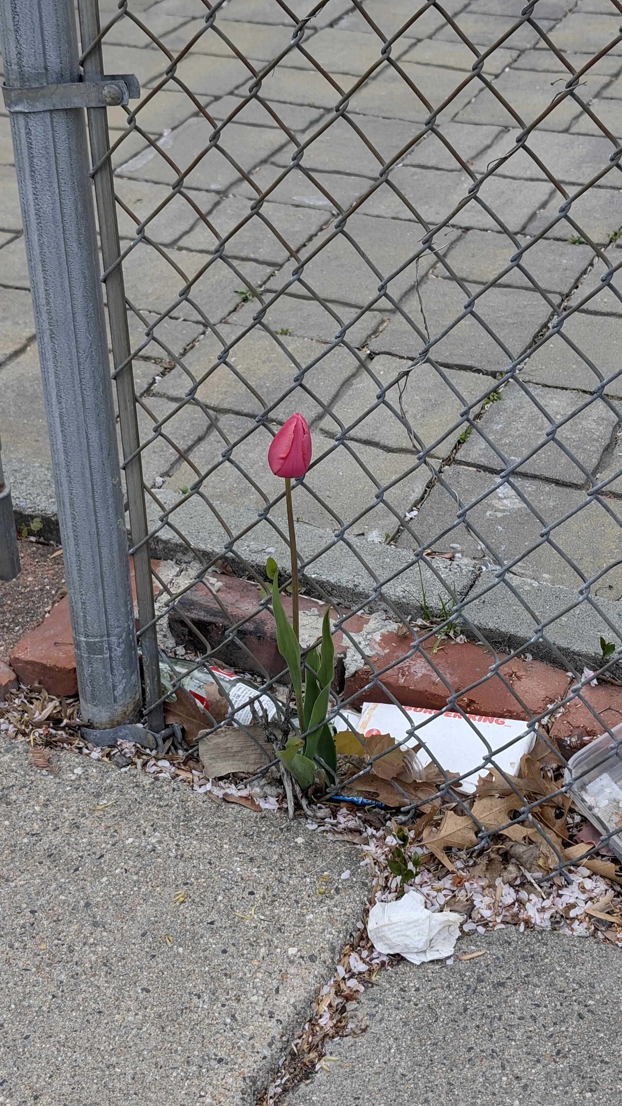 A pink tulip is growing through a wire fence between the sidewalk and a paved yard
