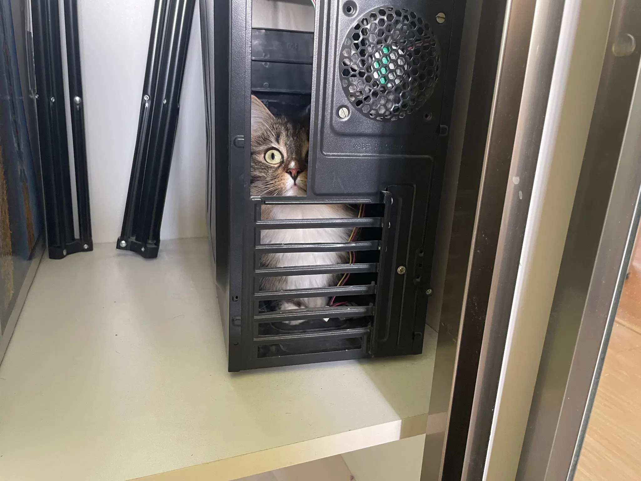 Nova is sitting inside an empty computer case in the wardrobe. She's staring somewhere a bit to te left with normal cat eyes