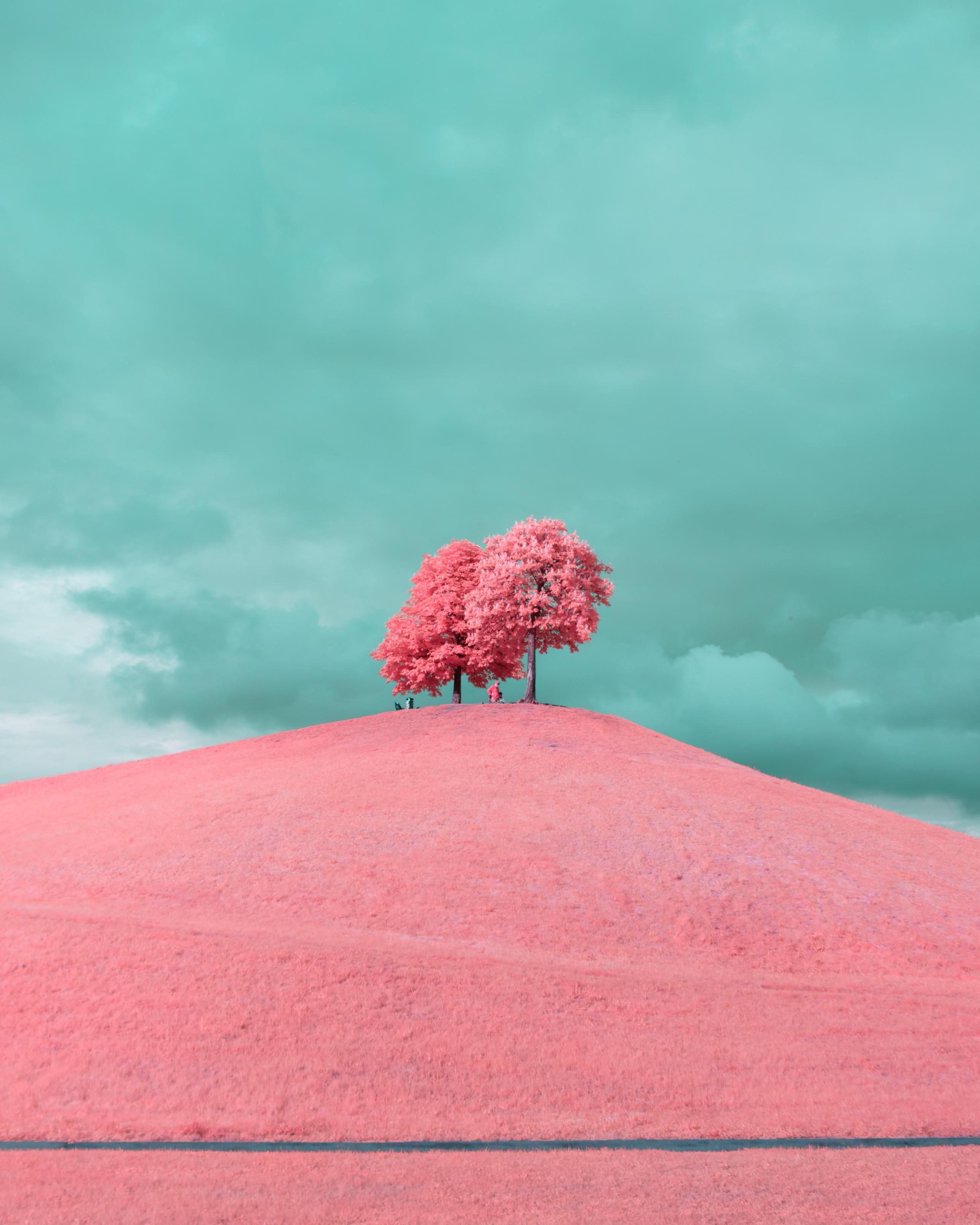 A photo up a grass hill. Two trees grow ontop, a few humans are beneath the trees. The whole foliage bright pink, glowing in sunlight. The sky behind the trees is dramatic and turquoise, it’s all cloud. A contrasty and solemn image