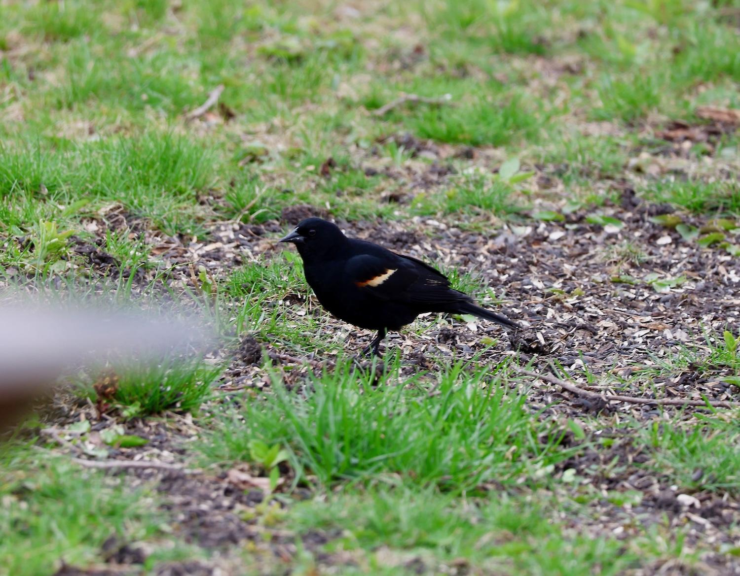 red-winged blackbird, I guess