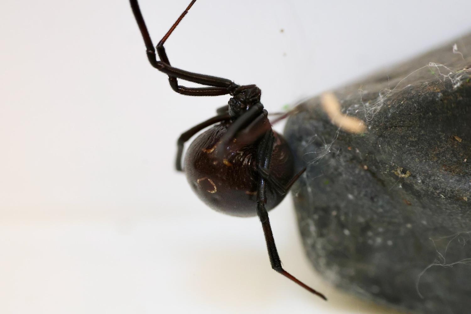 Latrodectus