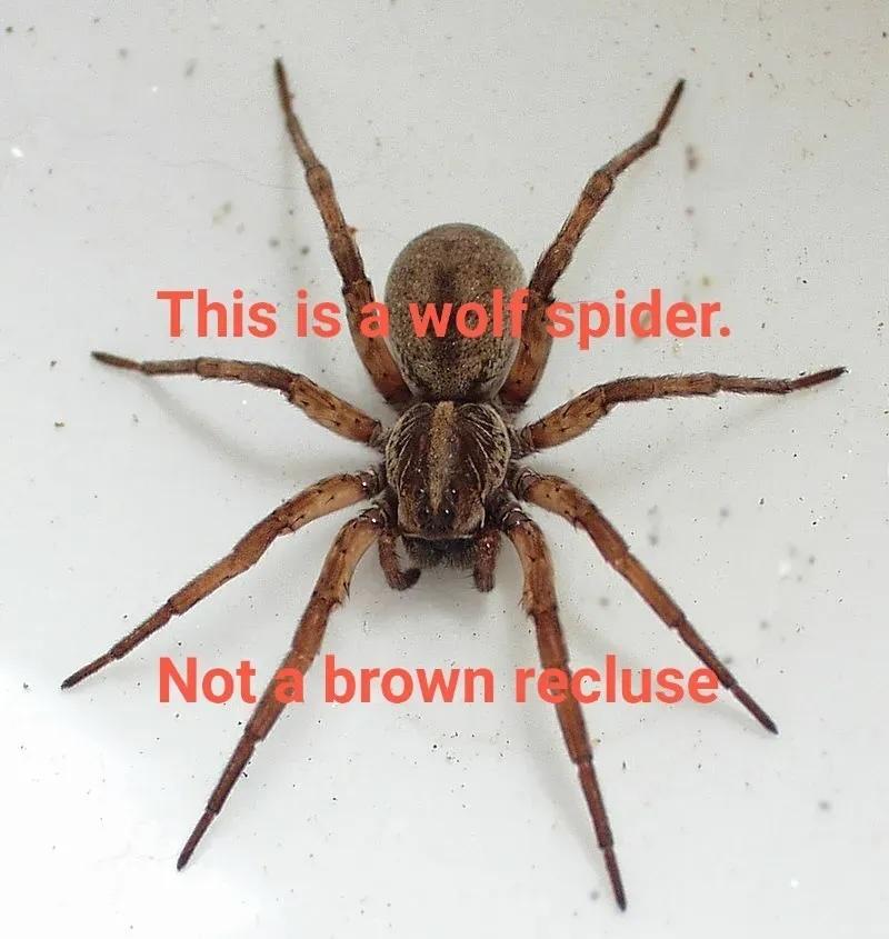 this is a wolf spider, not a recluse